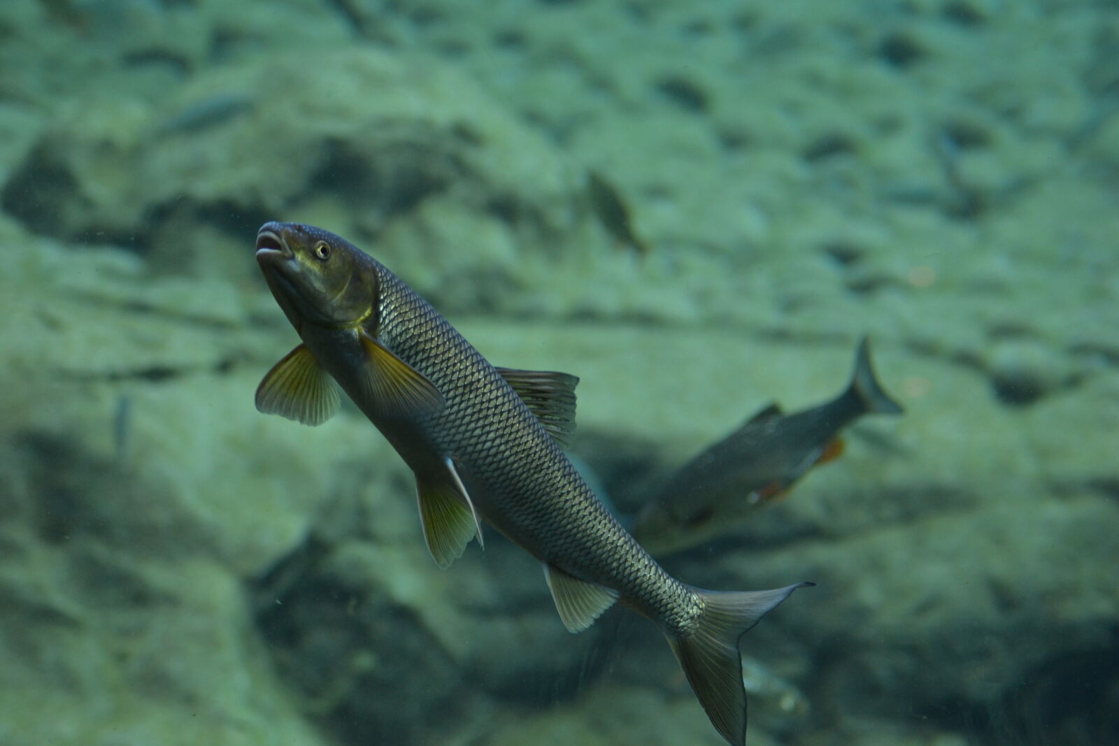 Nikon D3100 sample photo. Aquarium, close, up, view photography