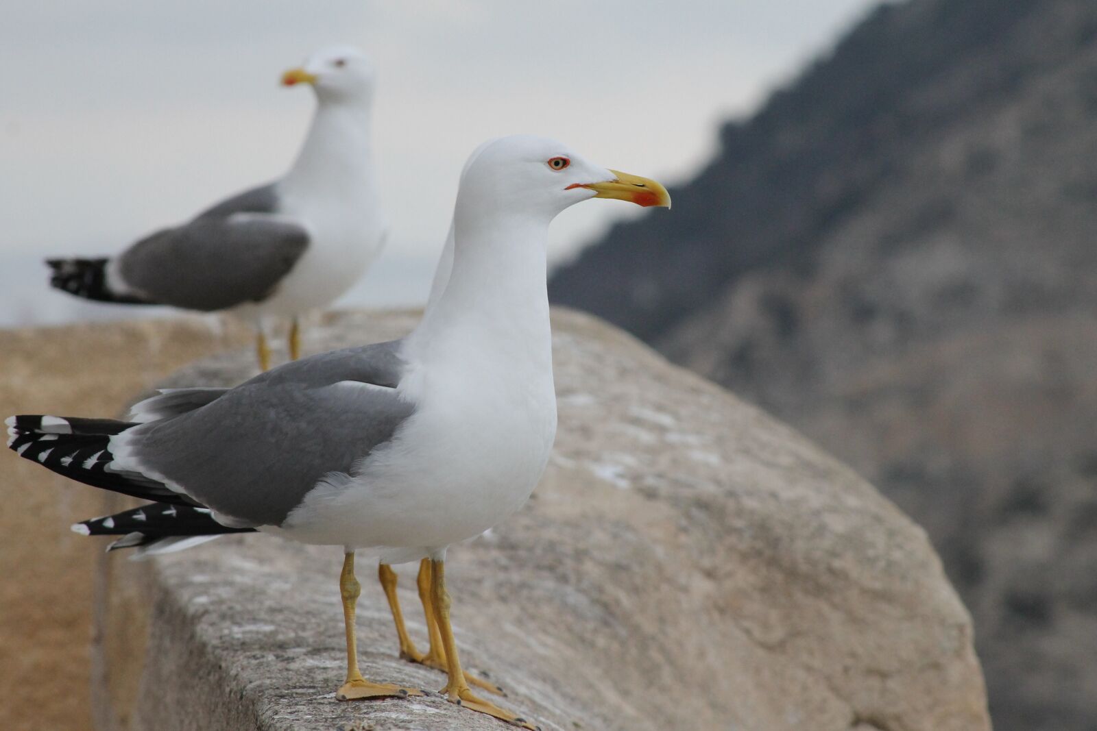 Canon EF75-300mm f/4-5.6 sample photo. Seagulls, birds, animals photography