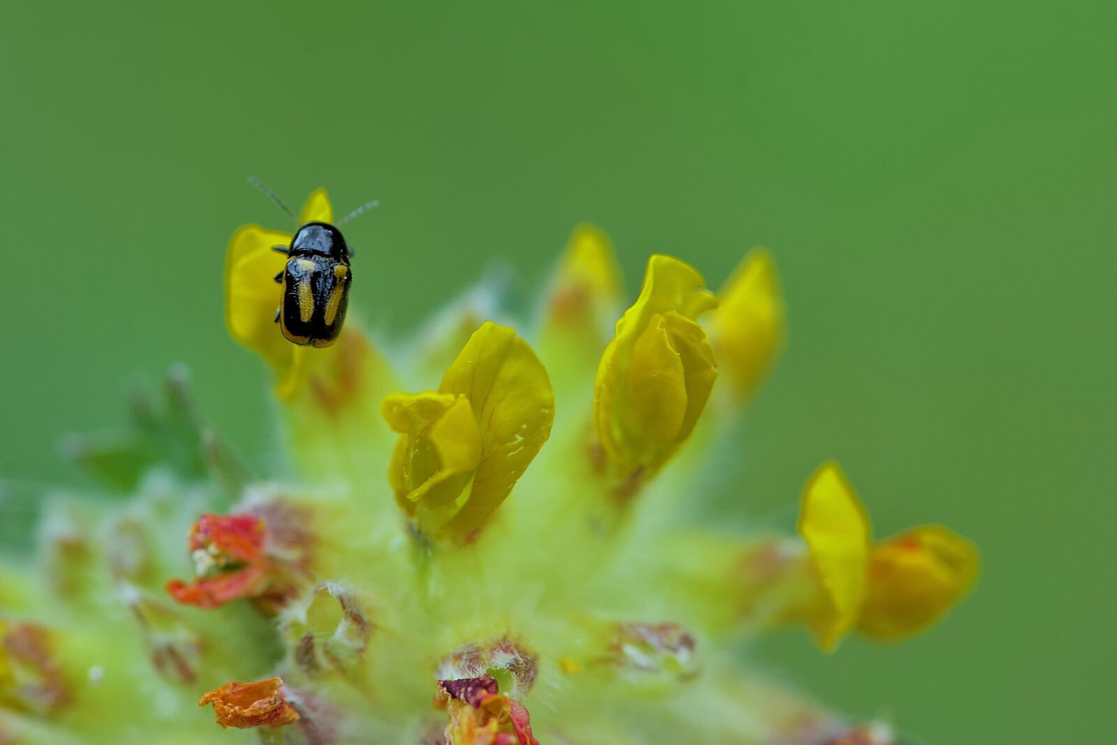 Nikon D750 sample photo. Microscopic, nature, macro photography