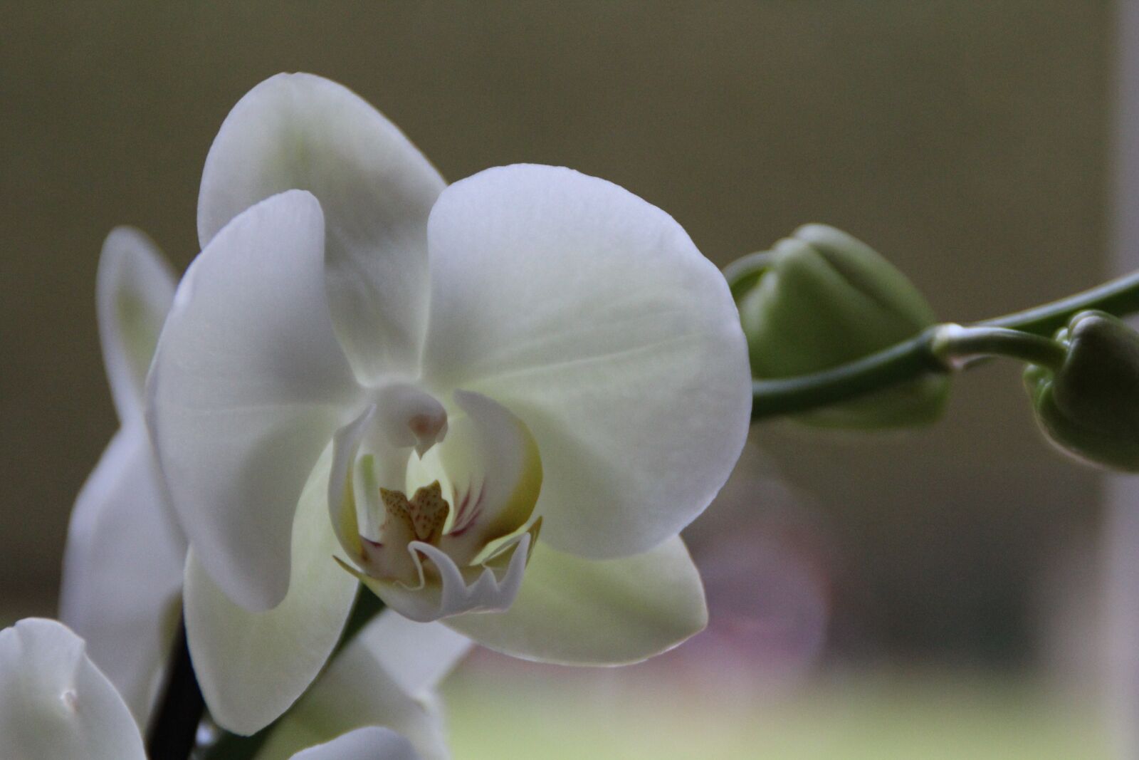 Canon EOS 1200D (EOS Rebel T5 / EOS Kiss X70 / EOS Hi) sample photo. Orchid, white, blossom photography