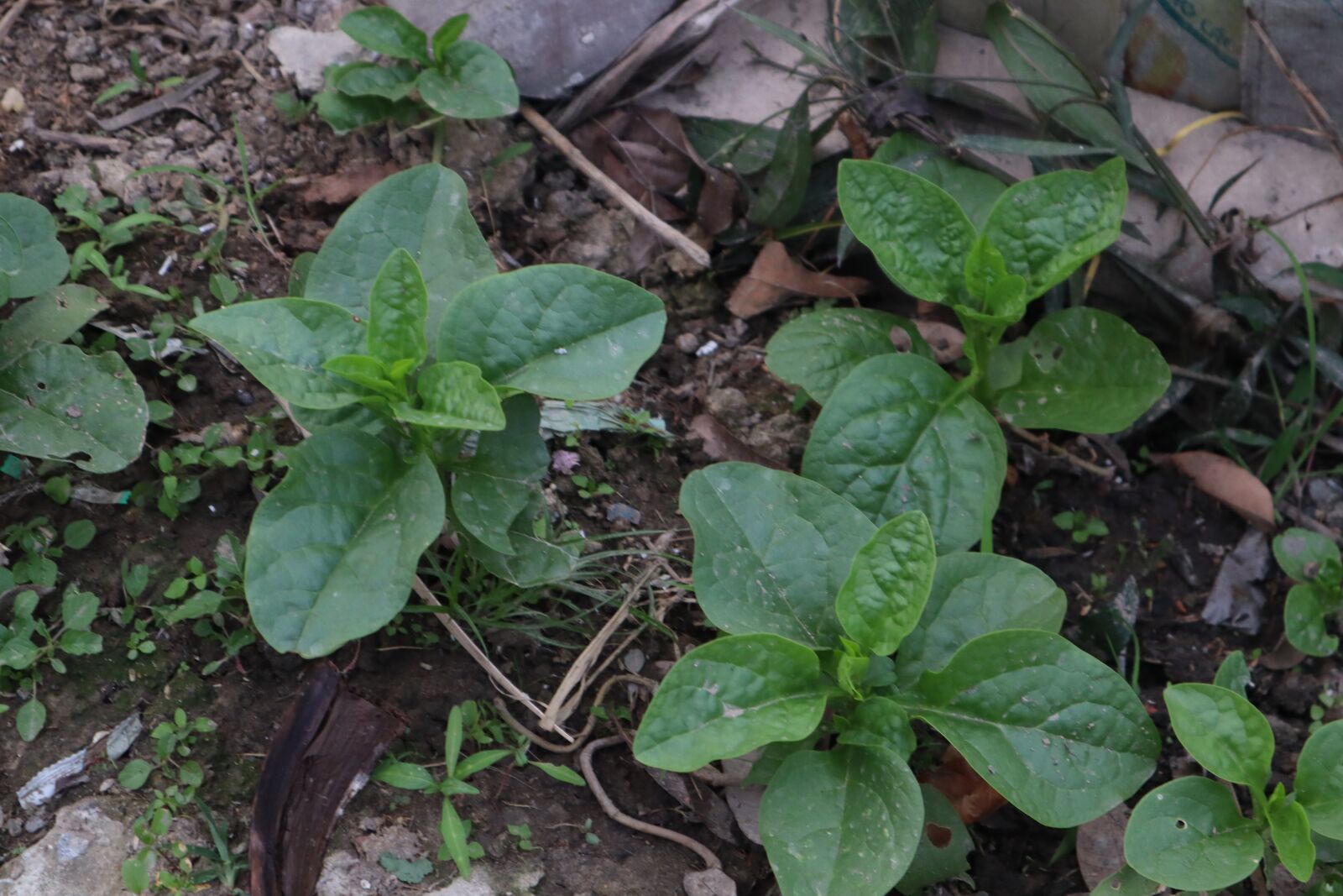 Canon EOS M50 (EOS Kiss M) sample photo. Vegetables, the garden, green photography