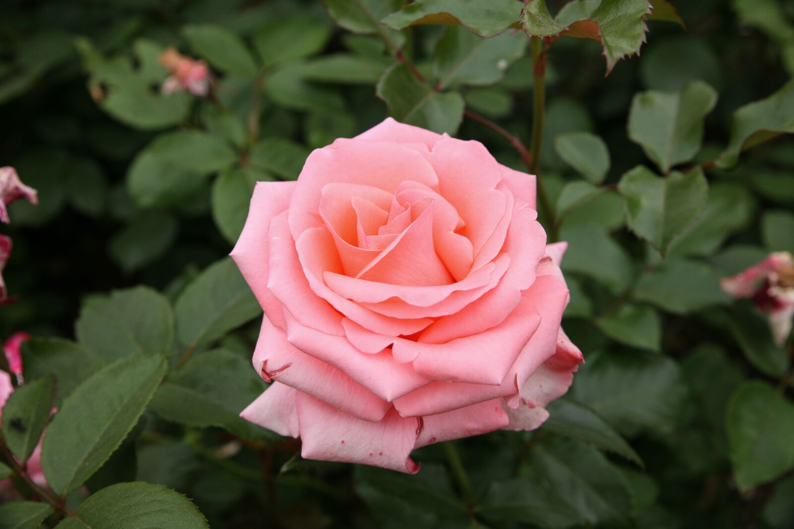 Canon EOS 5D sample photo. Rose, flowers, rose garden photography