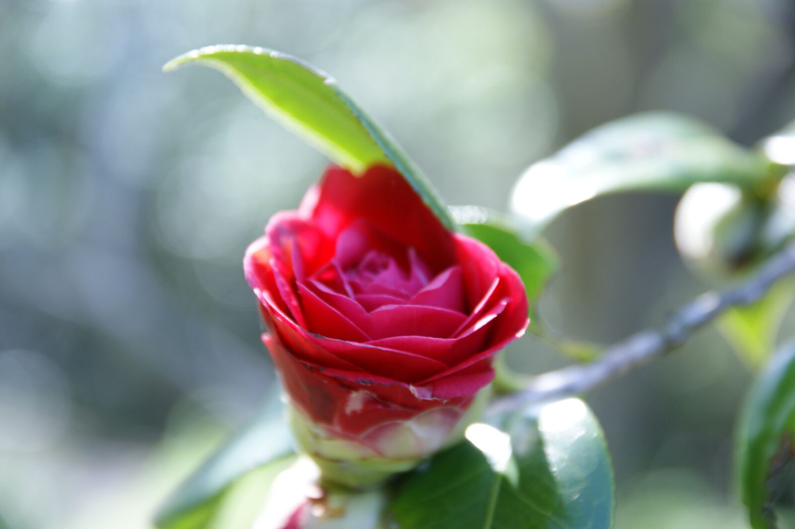 Sony Alpha DSLR-A350 sample photo. Camellia, green, flowers photography