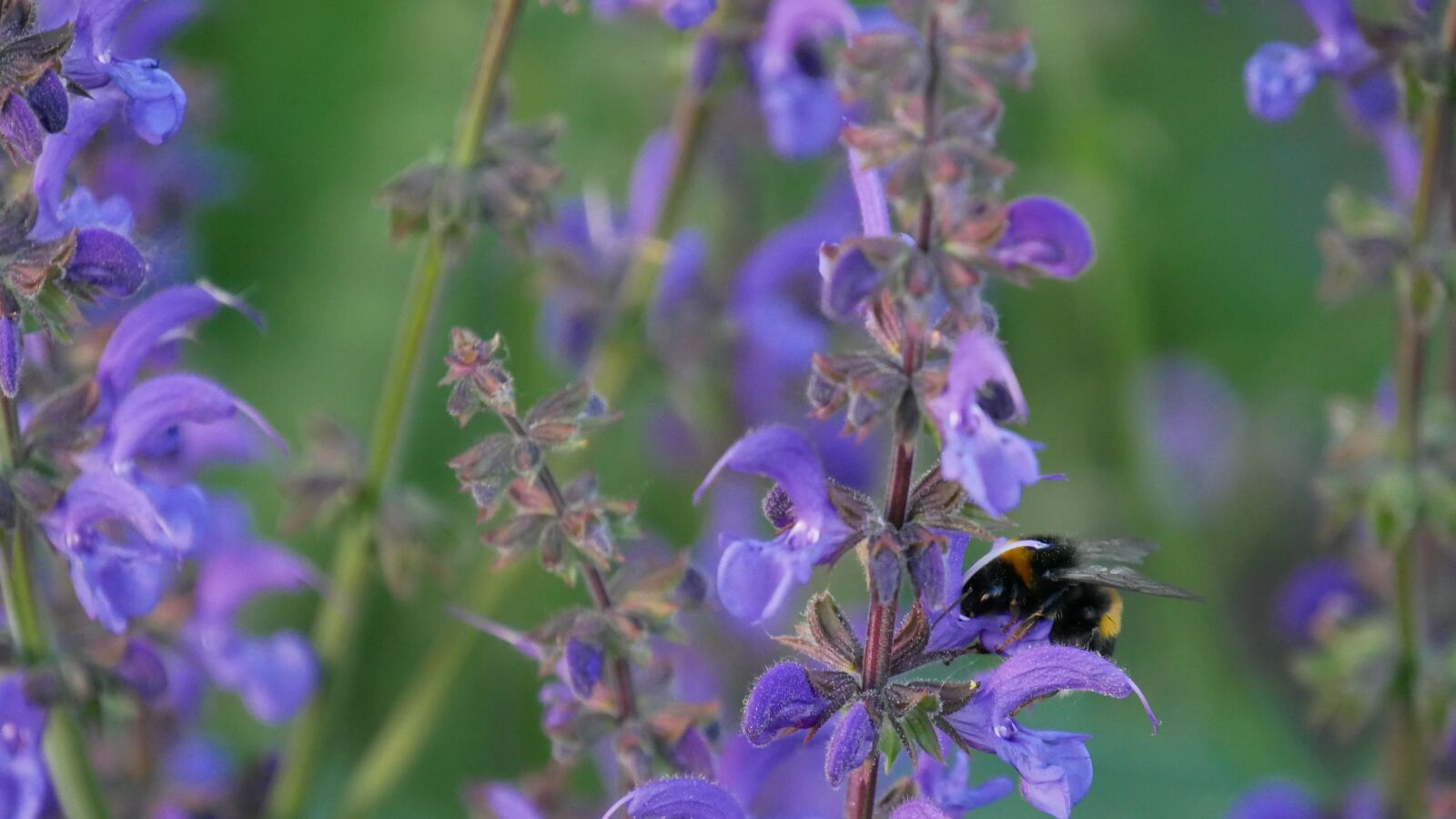 Panasonic Lumix DMC-G85 (Lumix DMC-G80) sample photo. Flower, bumblebee, bee photography