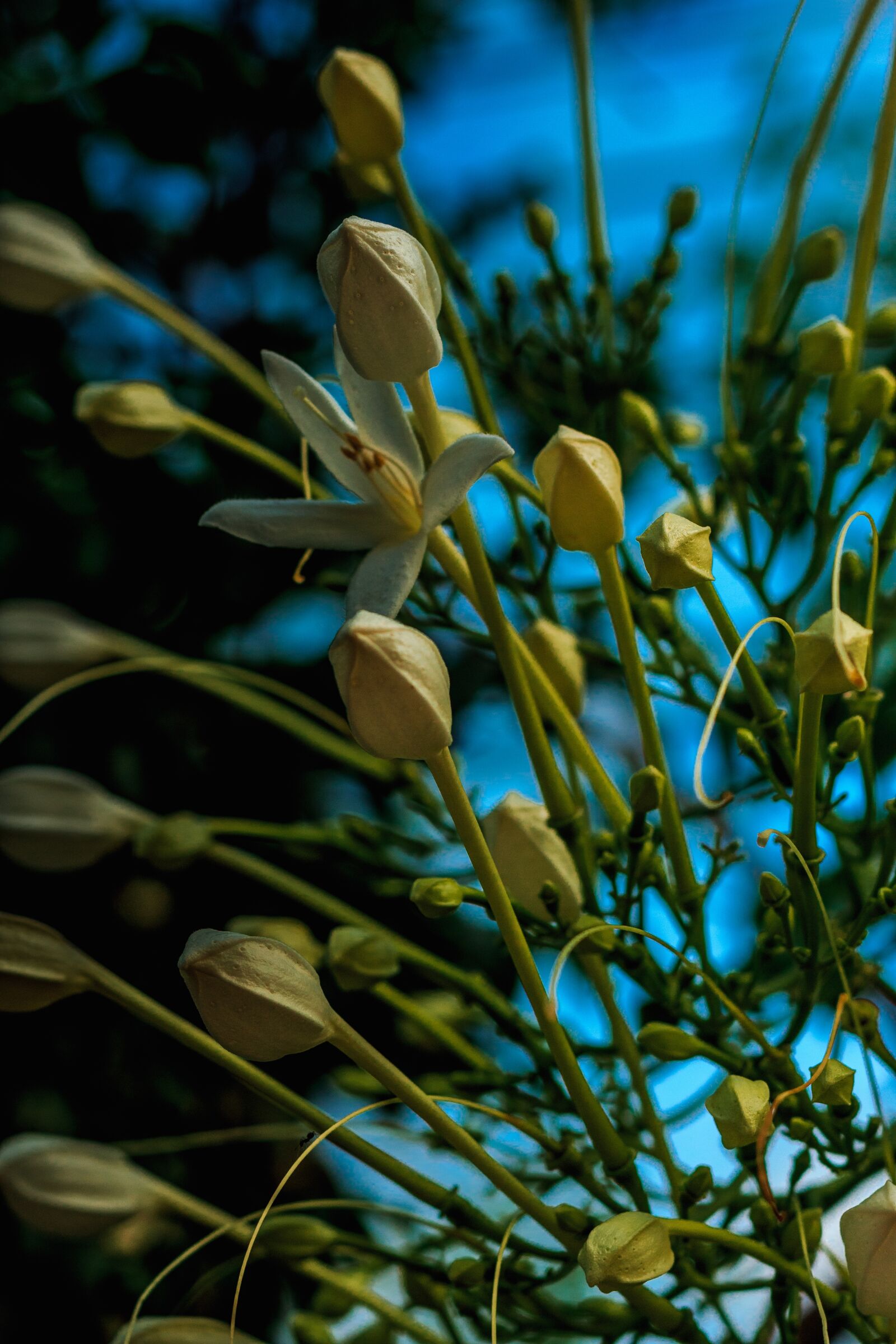 Canon EOS 700D (EOS Rebel T5i / EOS Kiss X7i) + Canon EF 50mm F1.8 STM sample photo. Flower, green, flowers photography