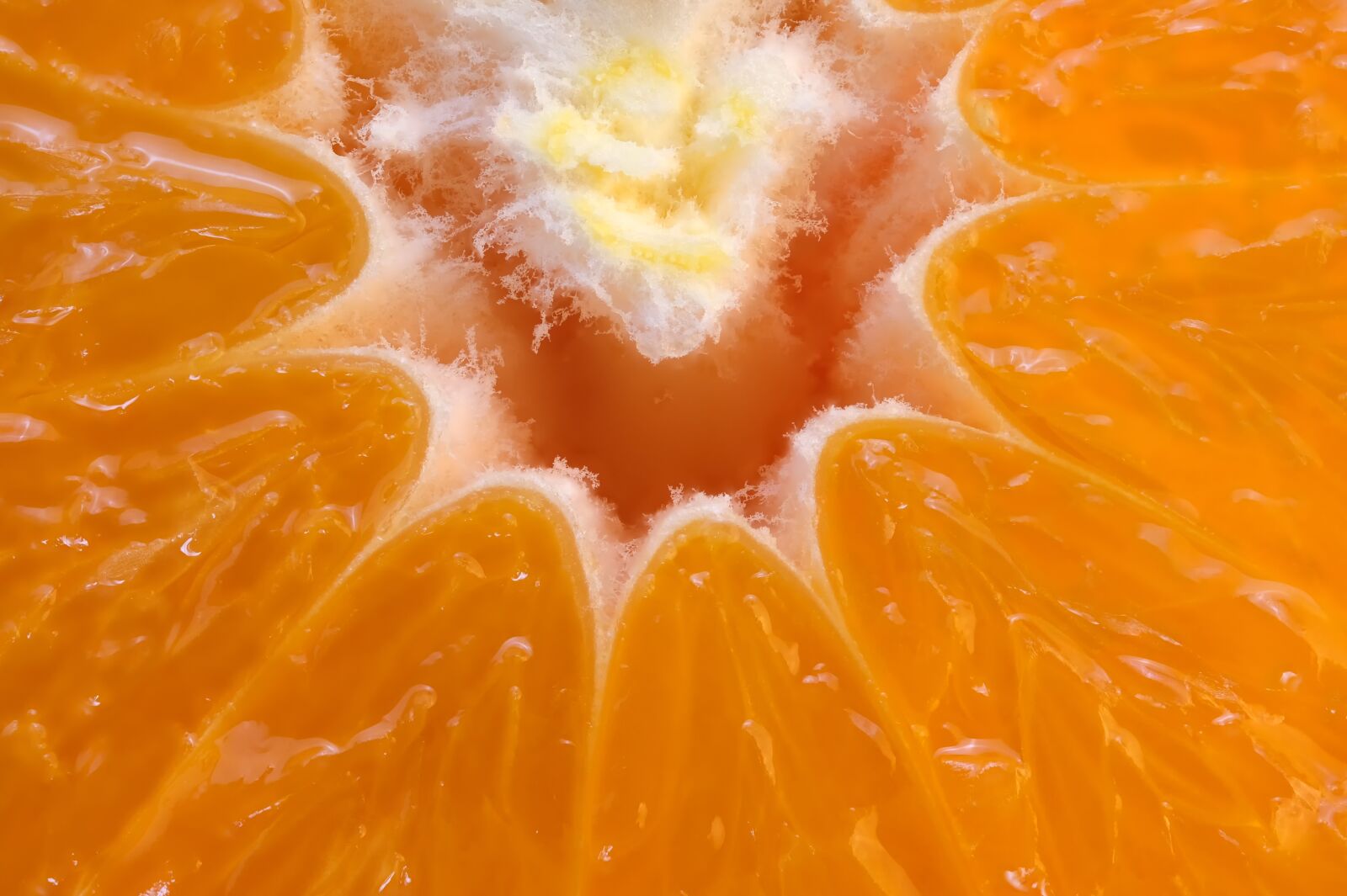 Fujifilm XF 80mm F2.8 R LM OIS WR Macro sample photo. Orange, macro, citrus photography