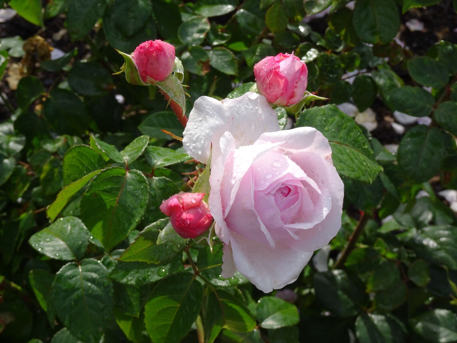 Sony Cyber-shot DSC-WX500 sample photo. London, kew gardens, flowers photography
