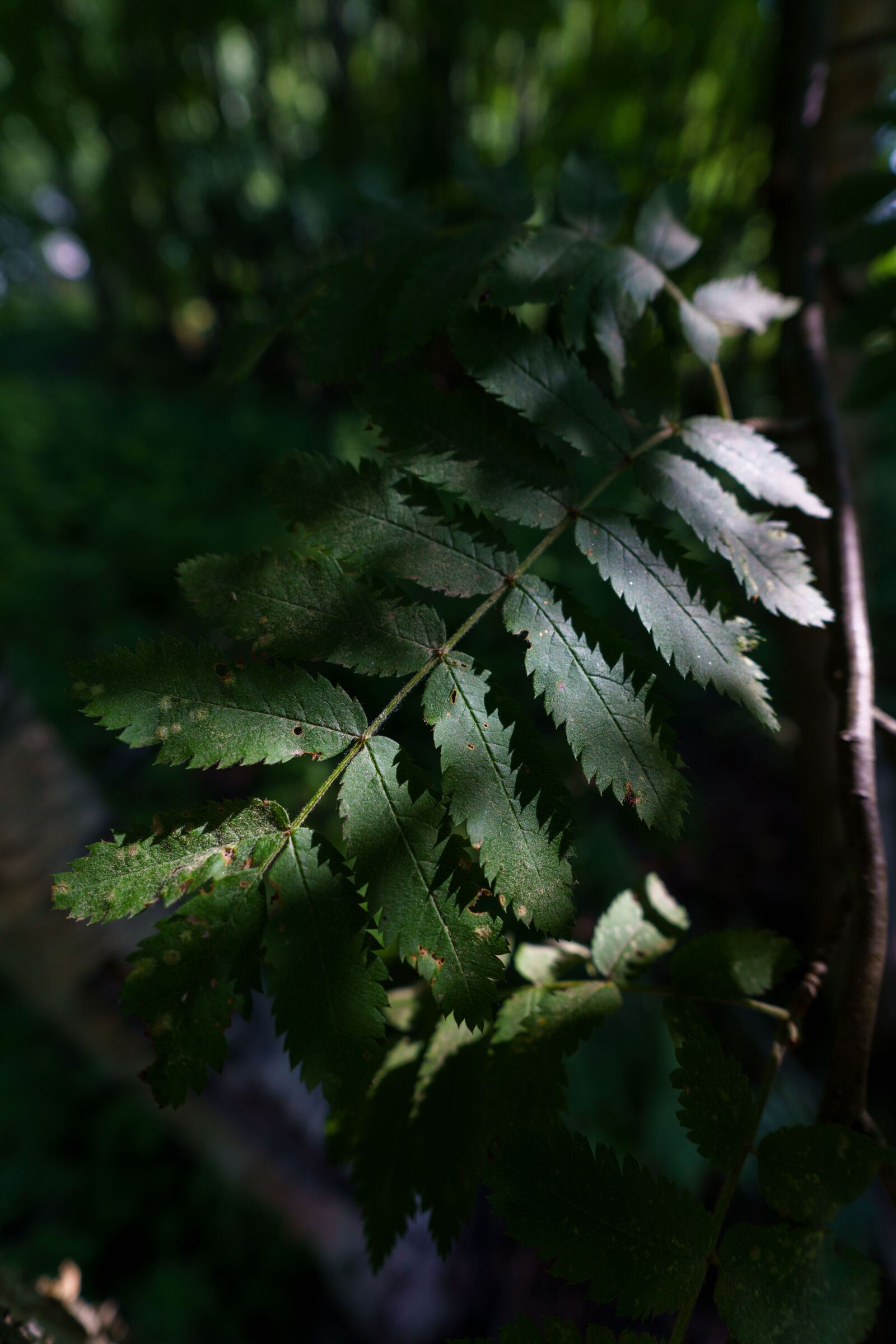 Sigma 17mm F4 DG DN | C sample photo. Leaf at the forest photography