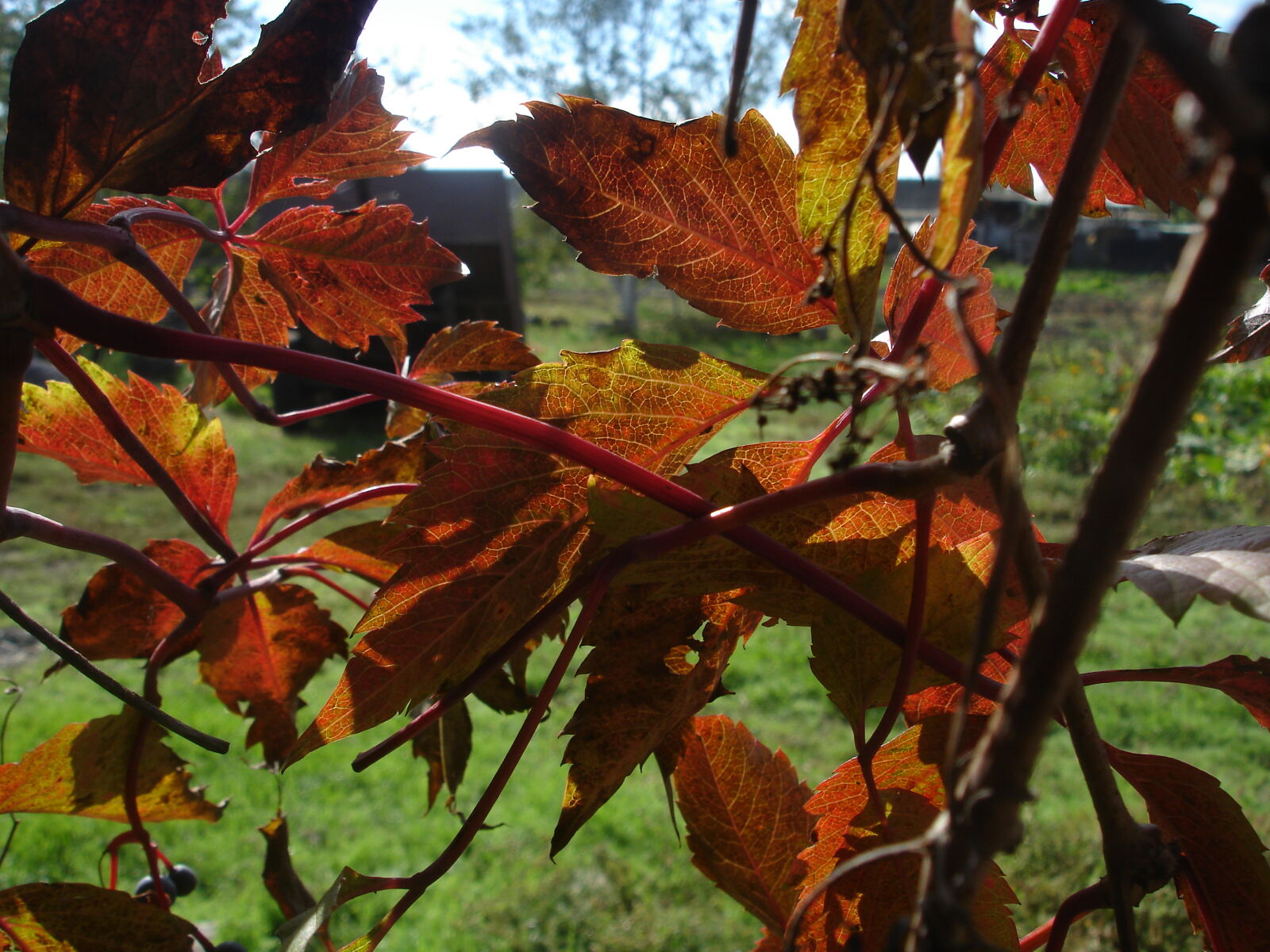 Sony DSC-W17 sample photo. Autumn, autumn, colours, autumn photography