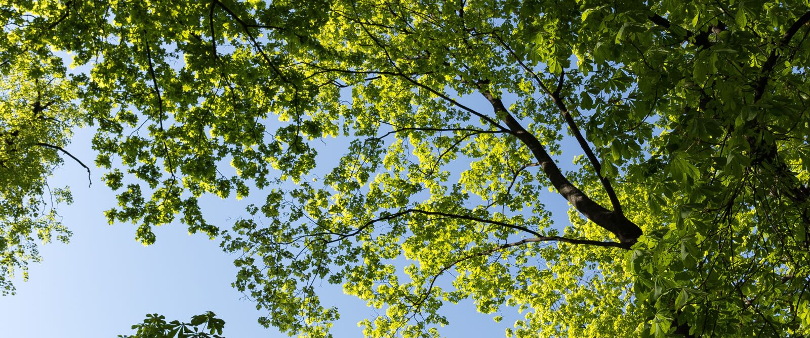Canon EF 24-70mm F4L IS USM sample photo. Tree, nature, leaf photography
