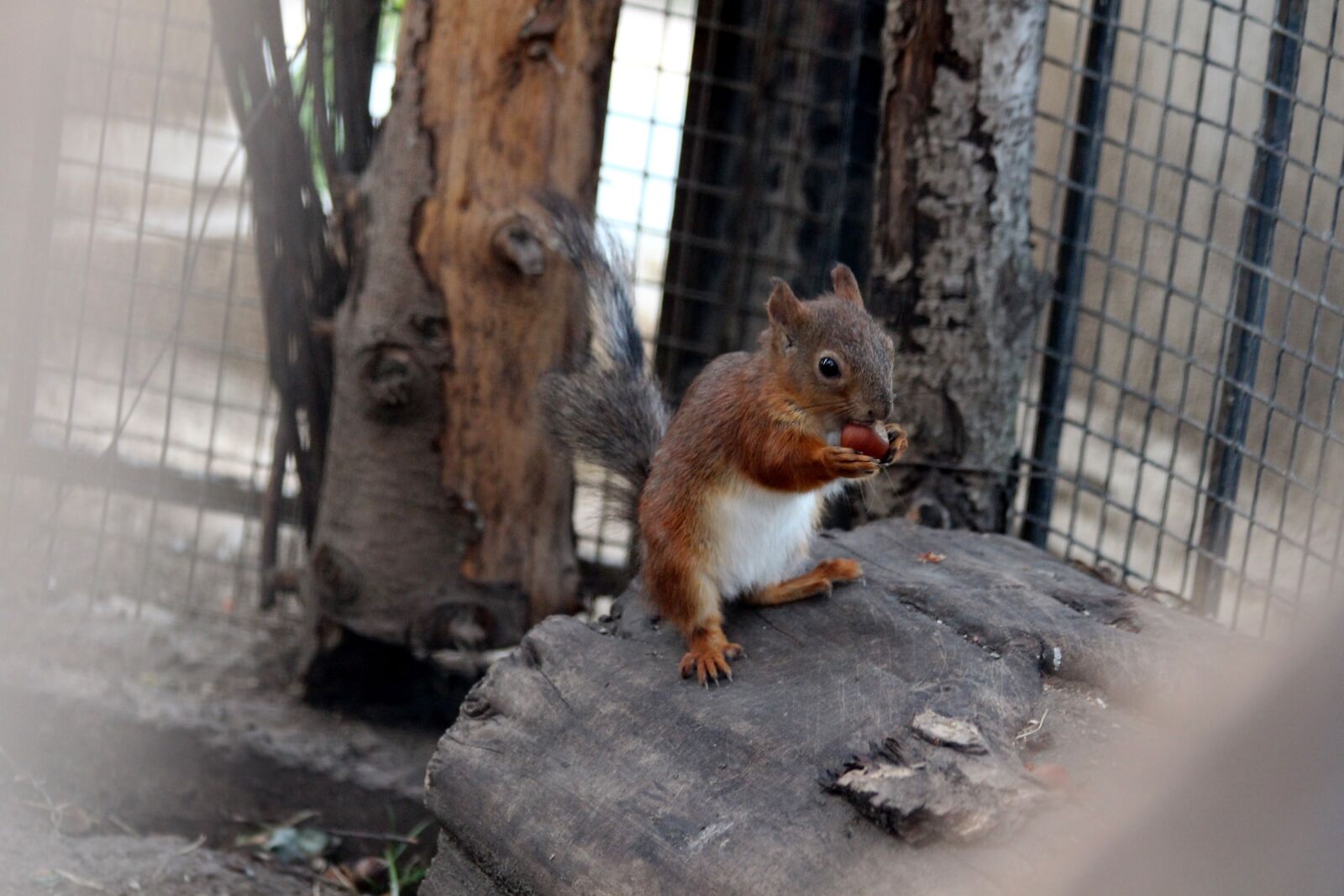 Canon EOS 650D (EOS Rebel T4i / EOS Kiss X6i) sample photo. Squirrel, young, one photography