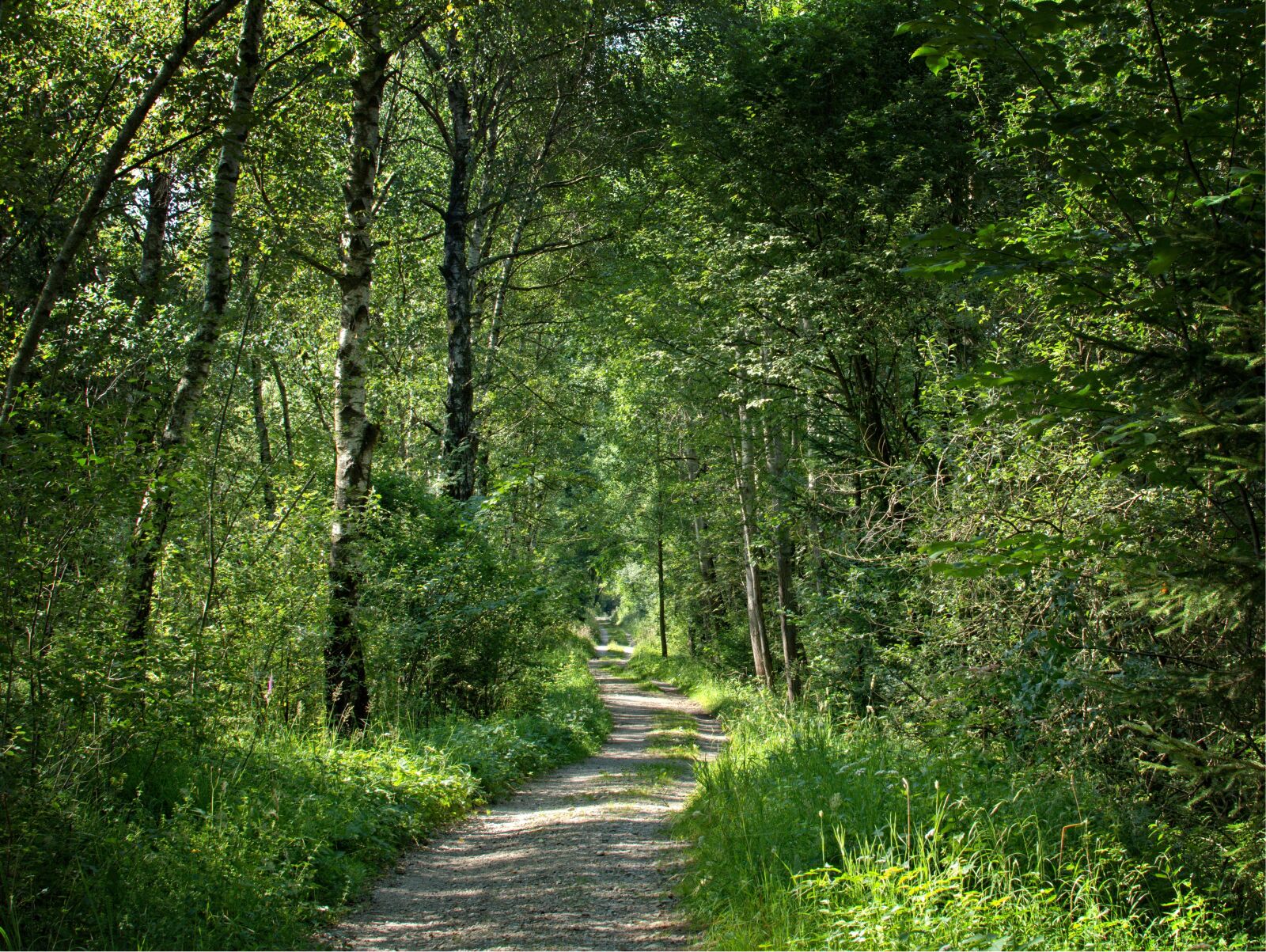 Nikon D7100 sample photo. Away, forest, trees photography