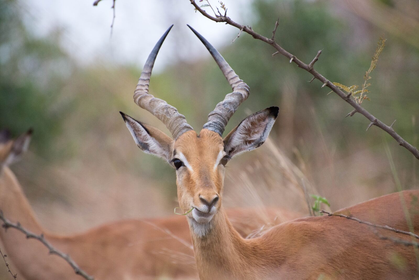 Nikon D610 sample photo. South africa, antelope, animal photography