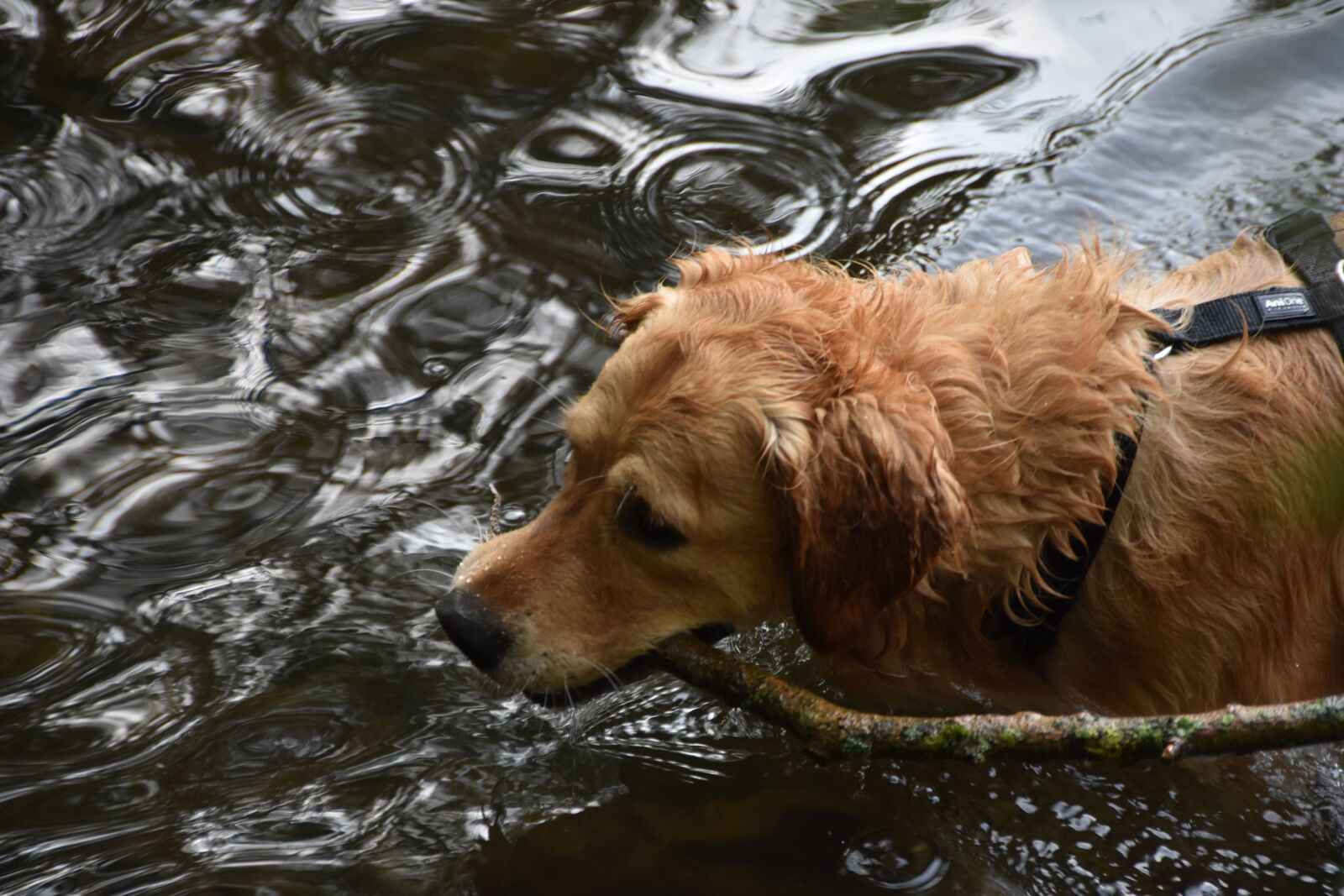 Nikon D5600 sample photo. Dog, golden retriever, water photography