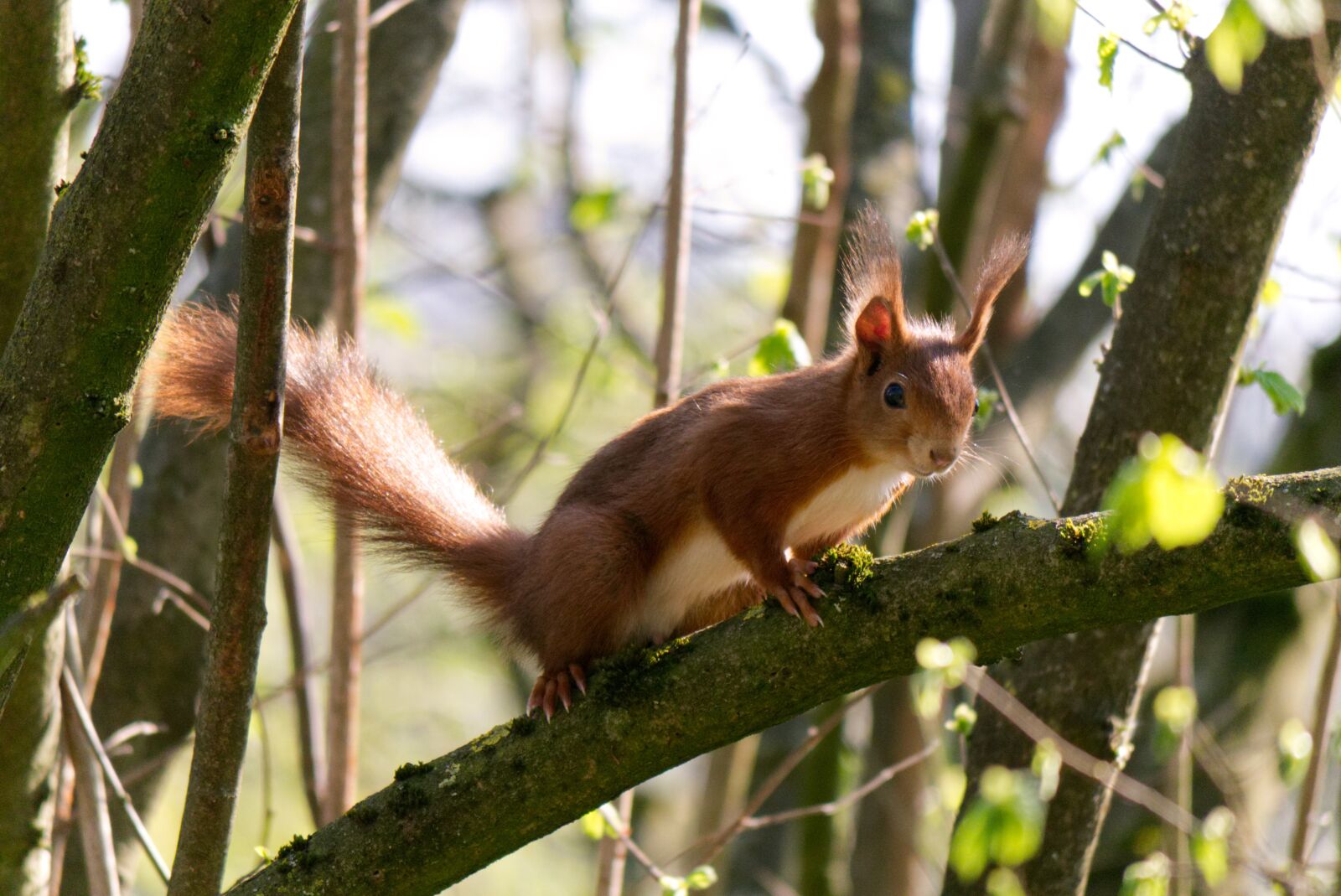 Panasonic Lumix G Vario 100-300mm F4-5.6 OIS sample photo. Squirrel, animal, forest critters photography