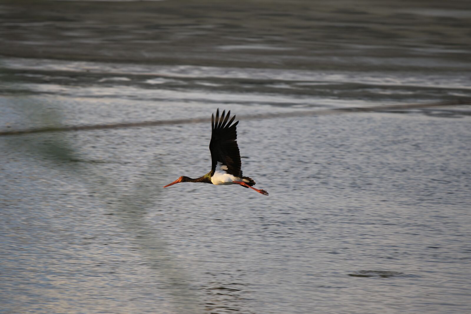 Canon EOS 7D Mark II sample photo. Bird, black stork, flying photography