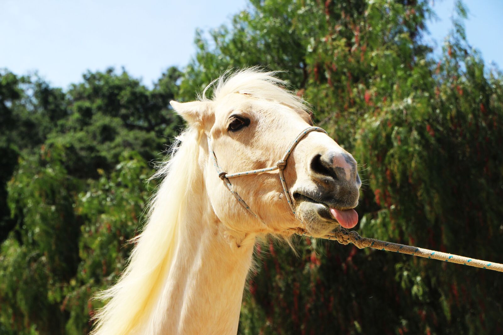 Canon EOS 600D (Rebel EOS T3i / EOS Kiss X5) sample photo. Horse, silly, funny photography