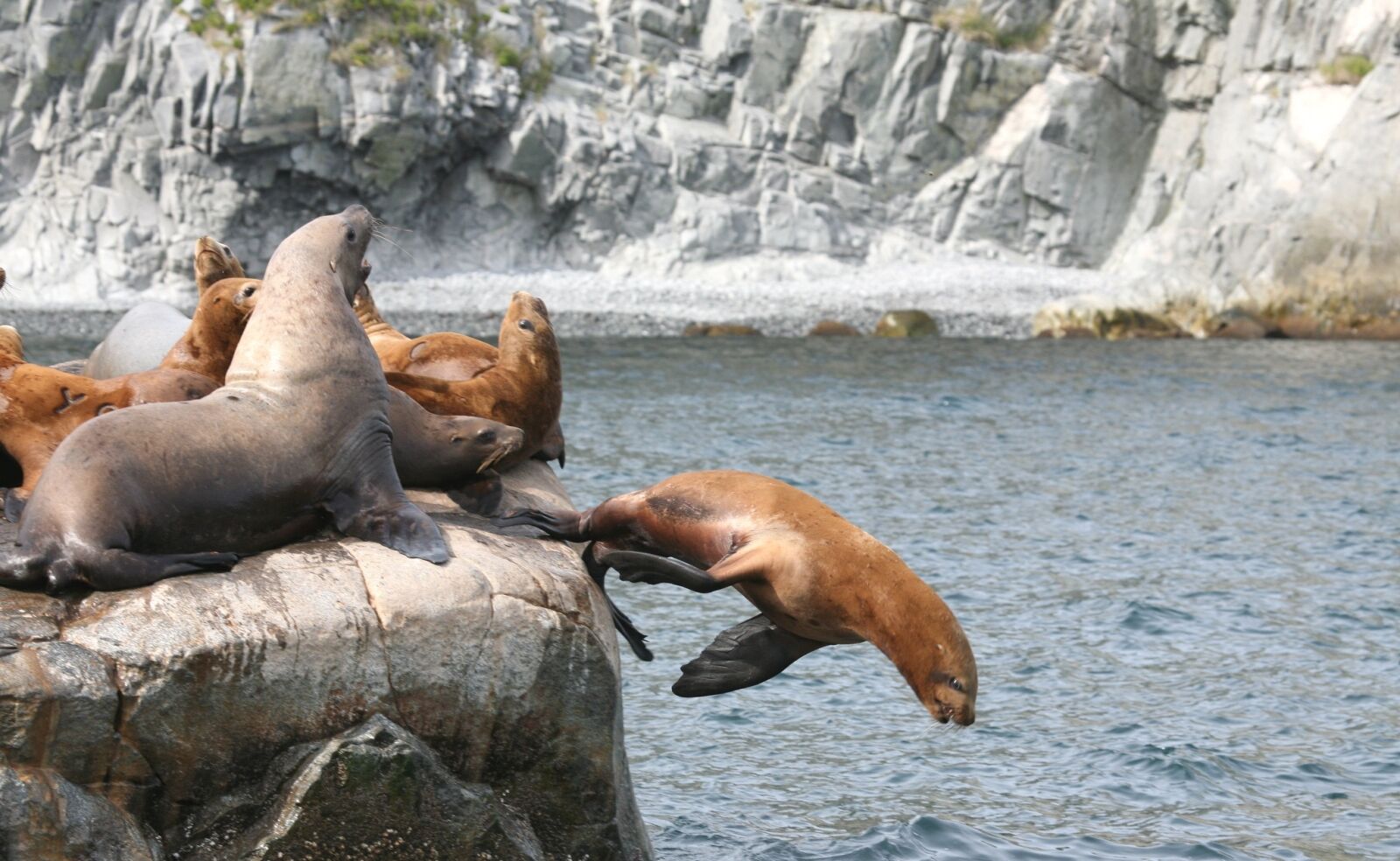 Canon EOS 5D sample photo. Sea lions, rookery, harem photography