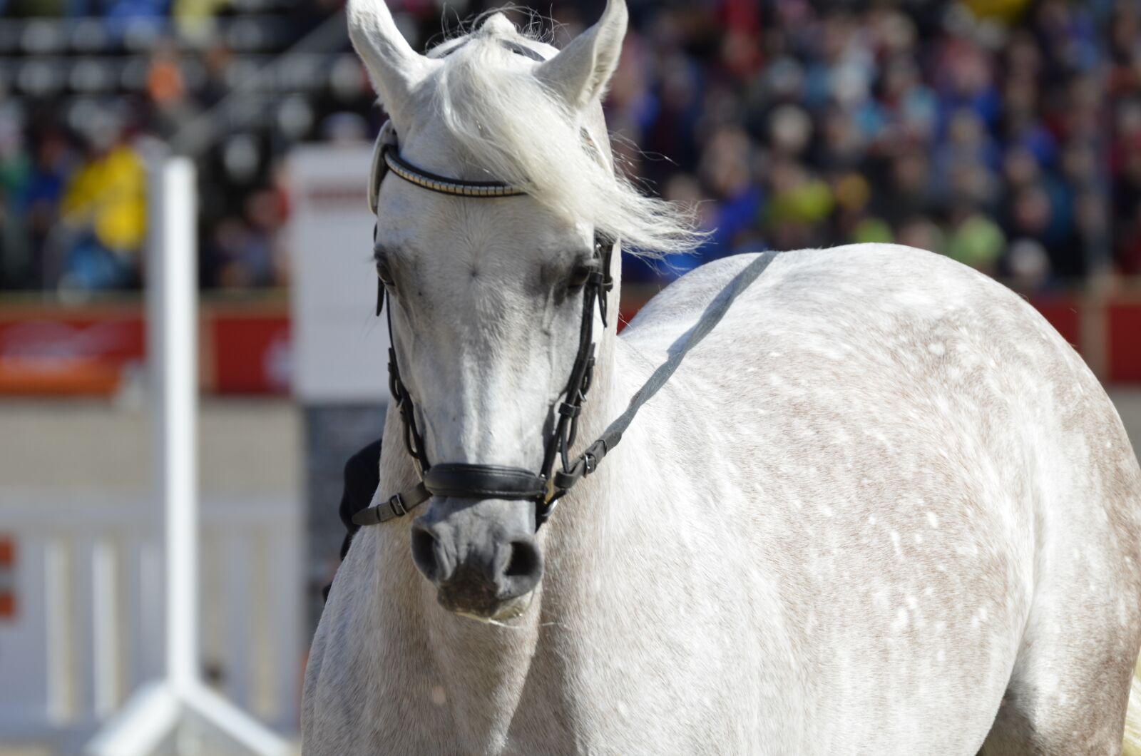 Nikon D5100 sample photo. Main and state stud photography