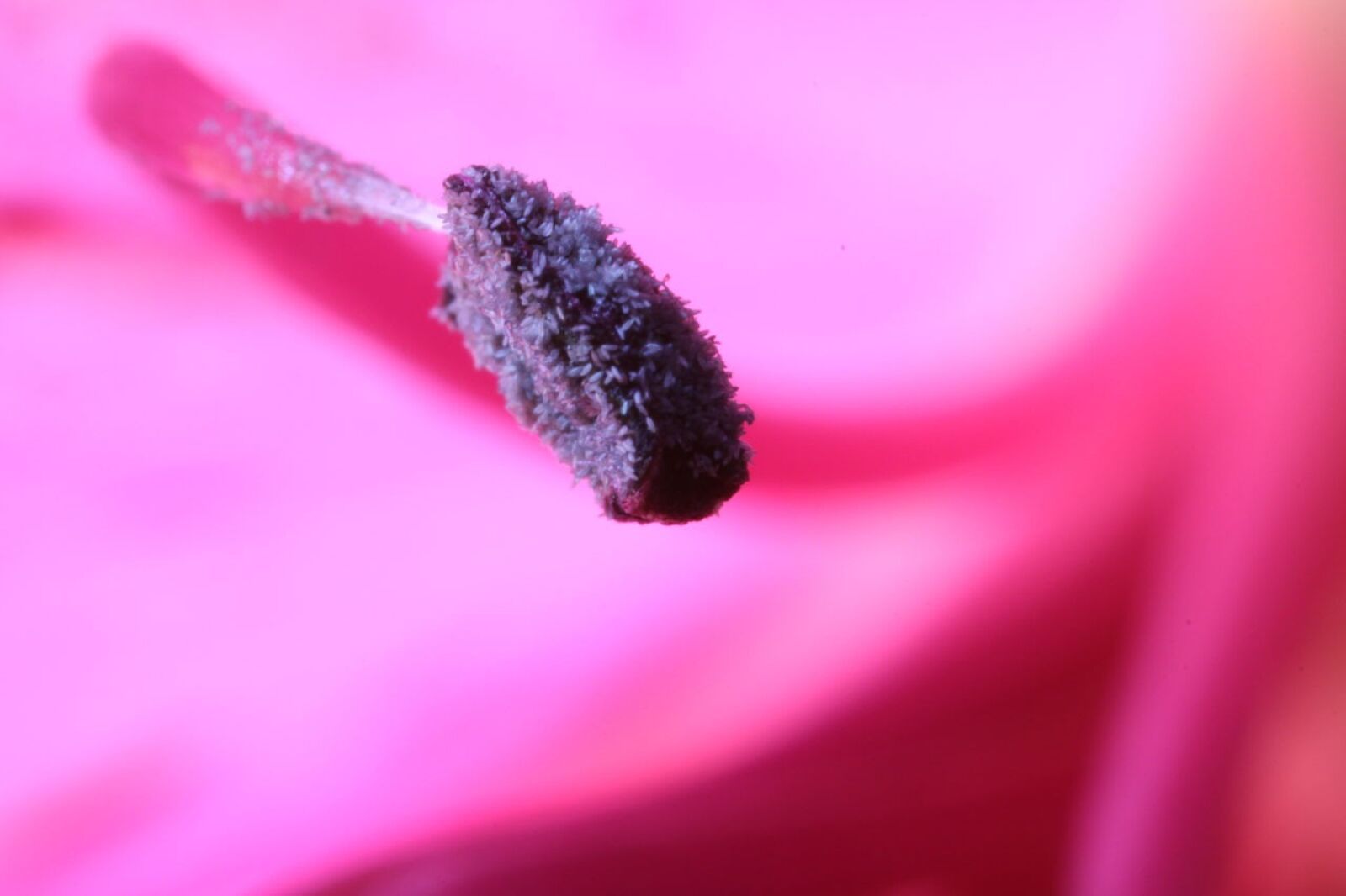 Canon EOS 50D sample photo. Stamen, macro, flower photography