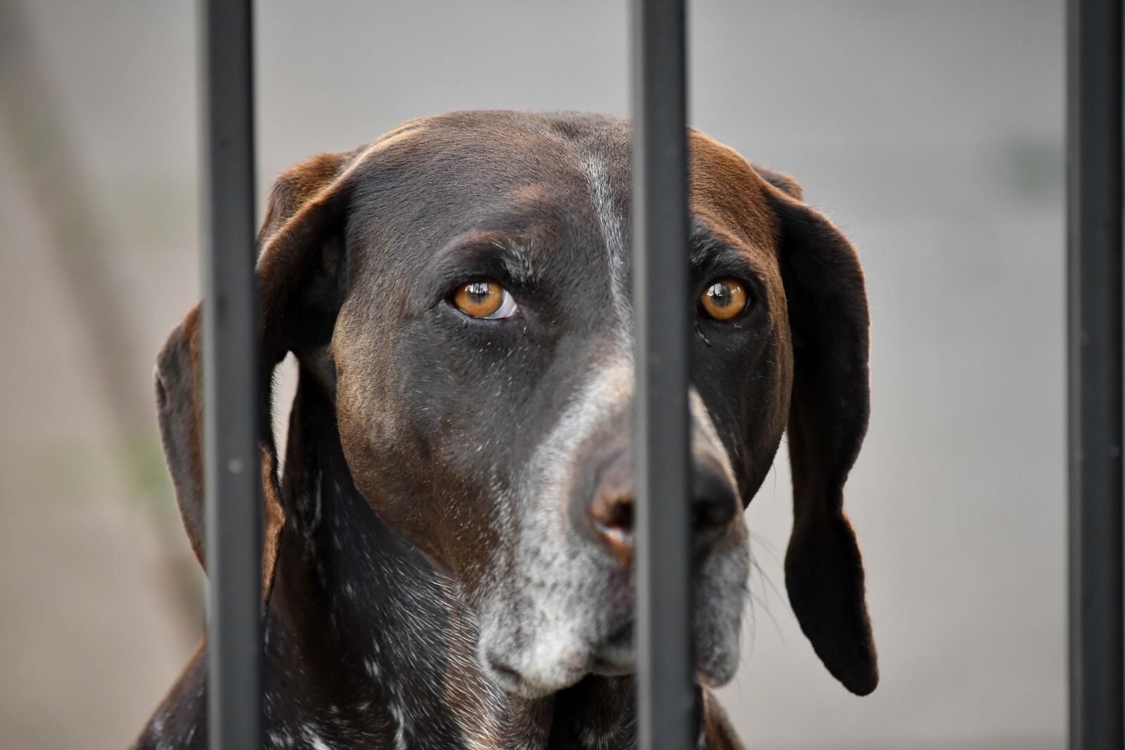 Nikon D5500 sample photo. Beautiful image, eyes, hunting photography