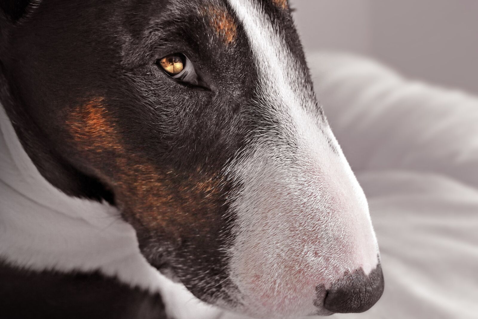 Canon EOS 80D sample photo. Dog, bull terrier, portrait photography