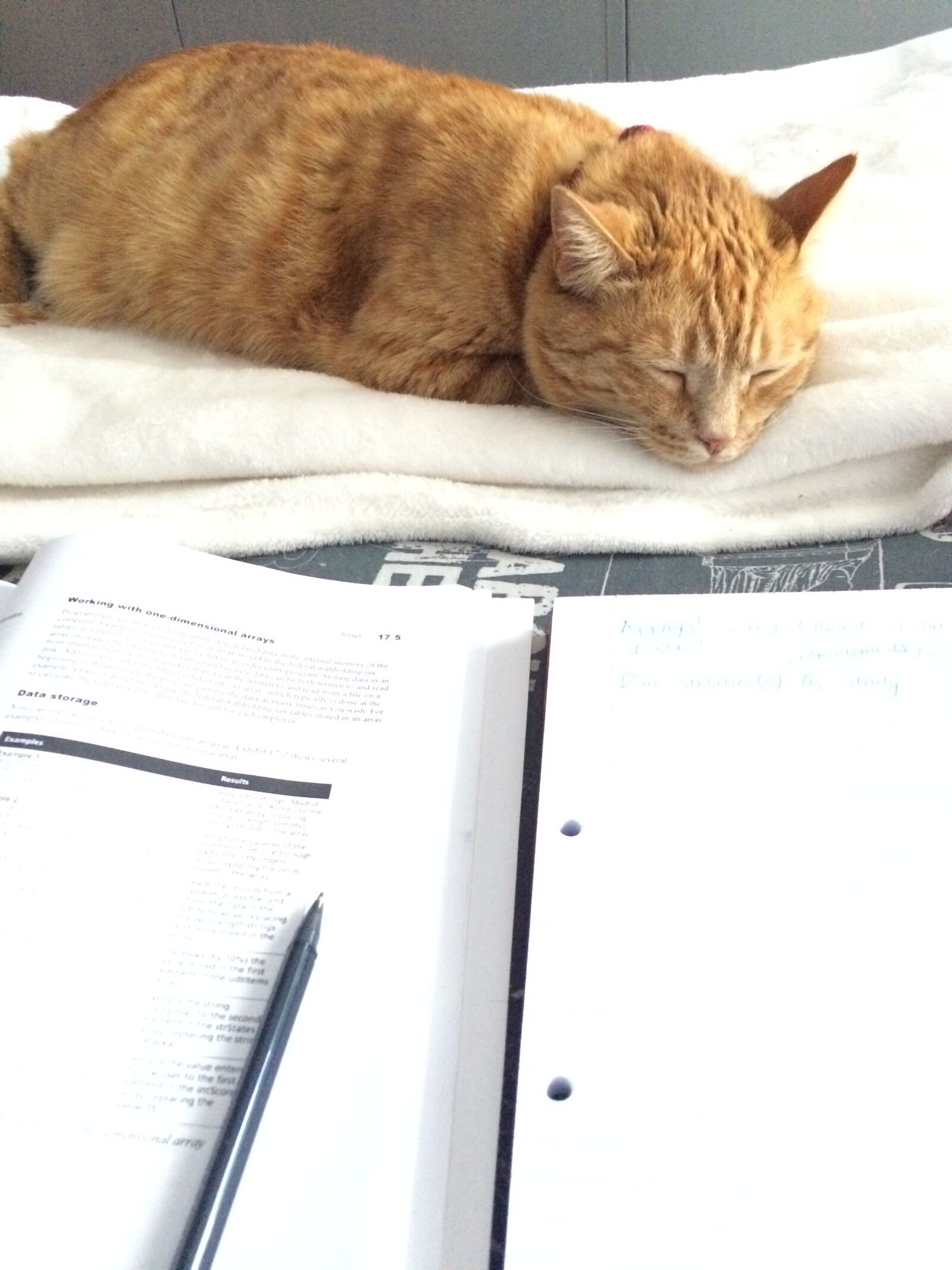 iPhone 5s back camera 4.15mm f/2.2 sample photo. Cat, studying photography