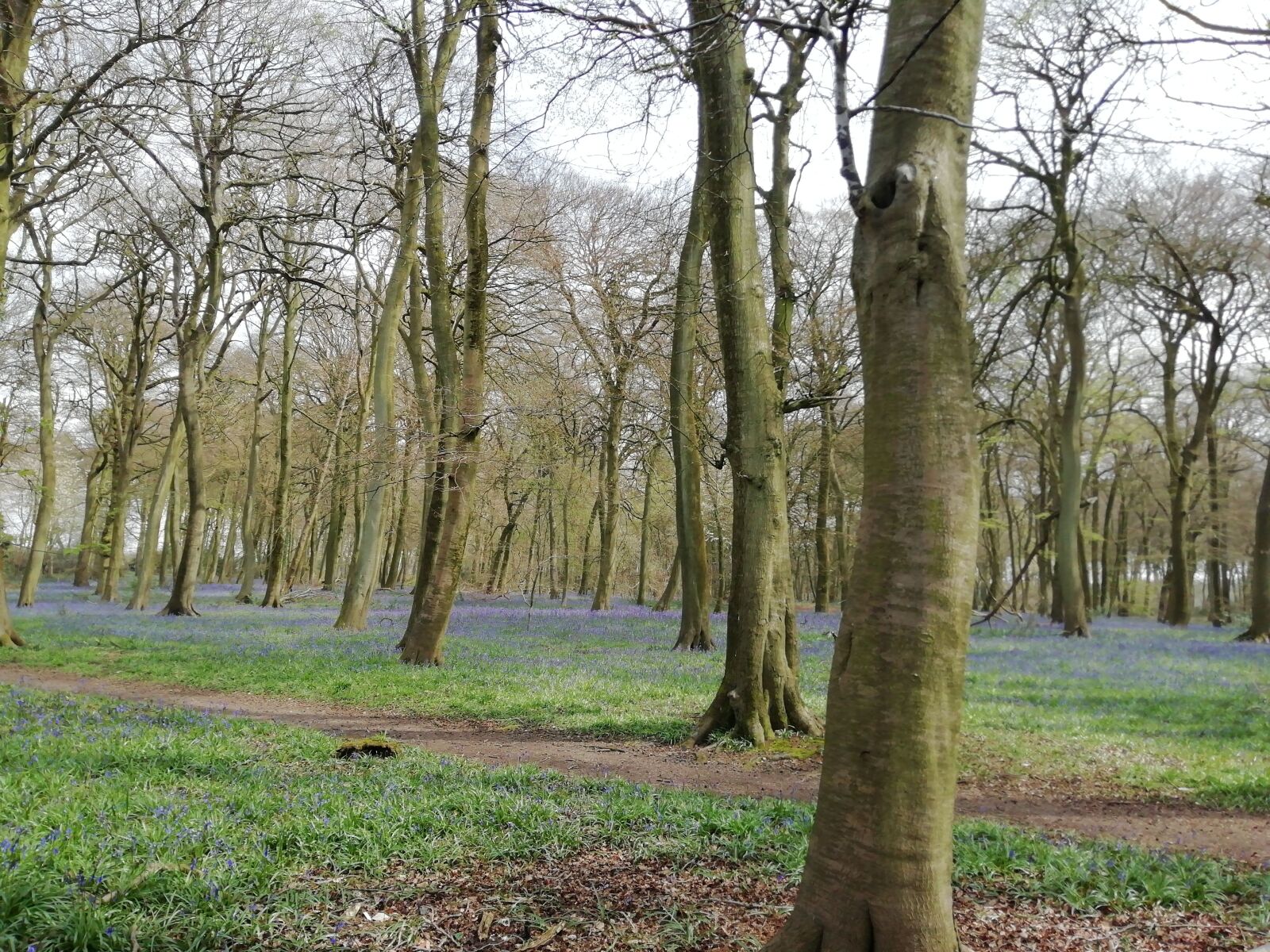 HUAWEI FIG-LX1 sample photo. Bluebell wood, beech trees photography