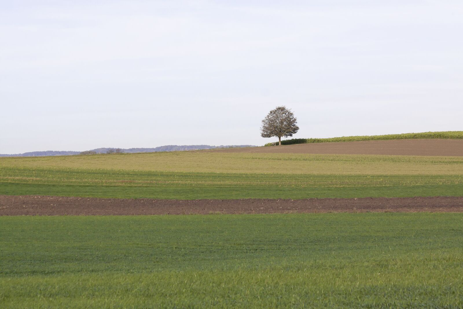 Canon EOS 50D sample photo. Tree, landscape, autumn photography