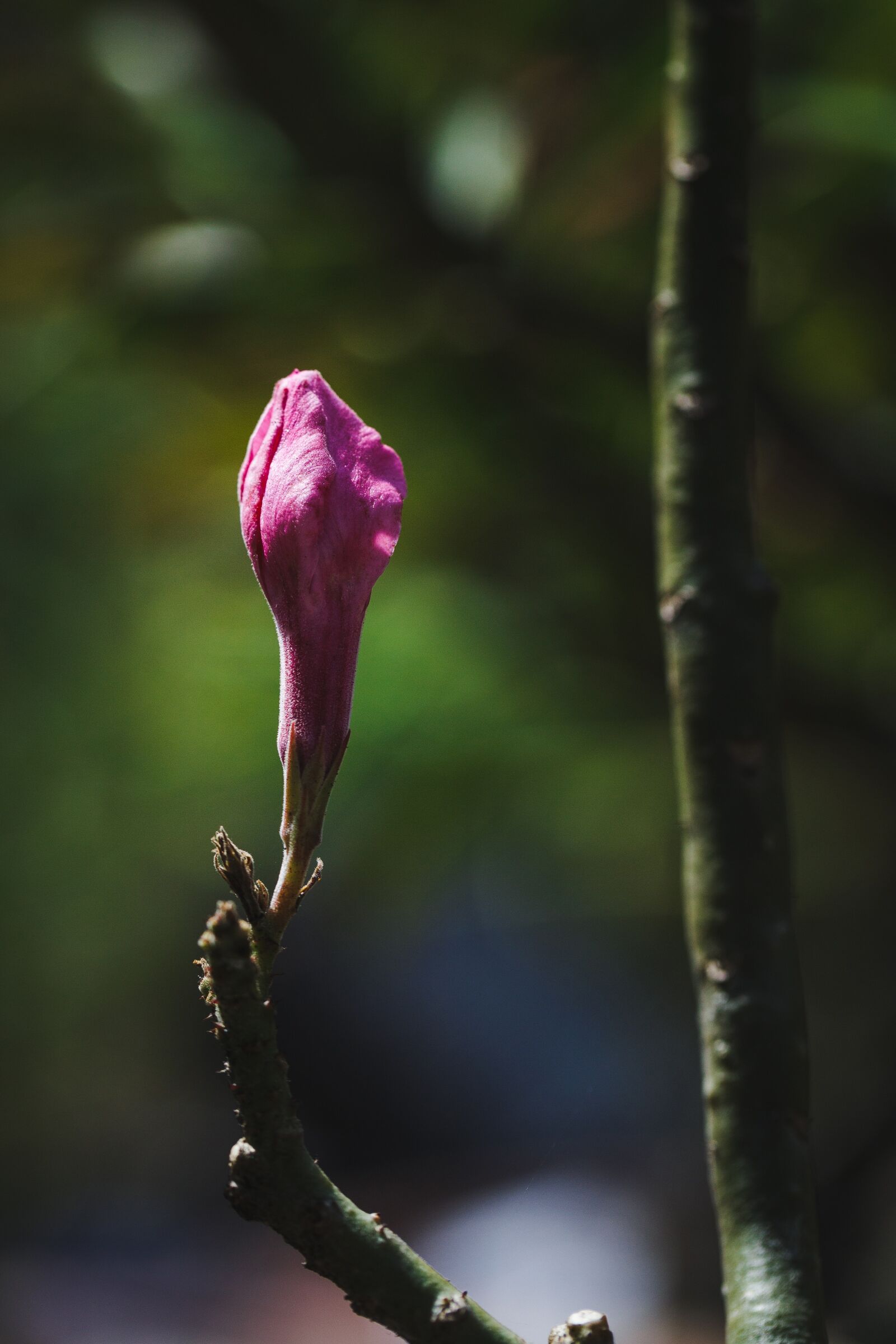 Canon EF 100mm F2.8L Macro IS USM sample photo. Adenium flower, hao su photography