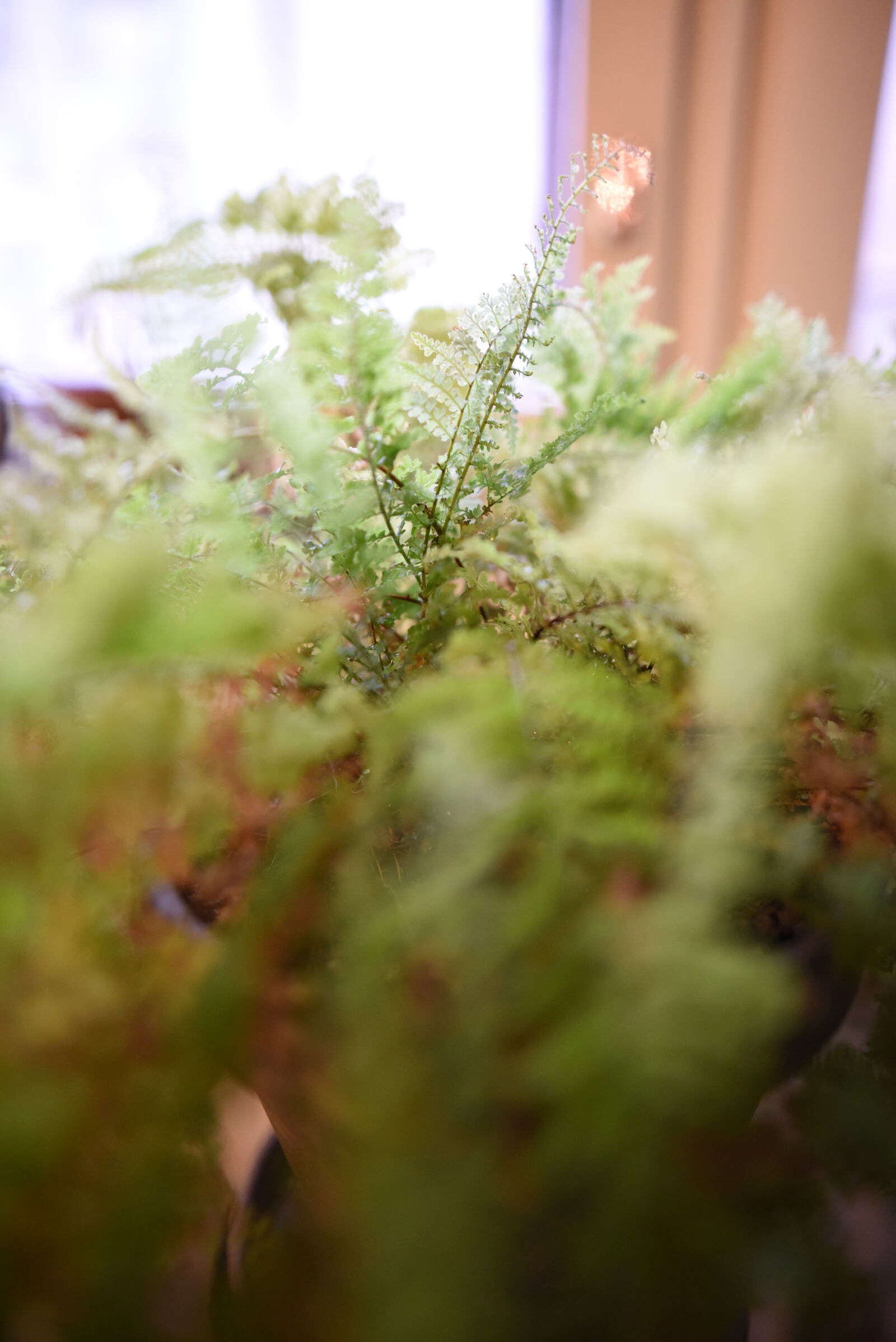 Nikon D810 sample photo. The bokeh of a photography