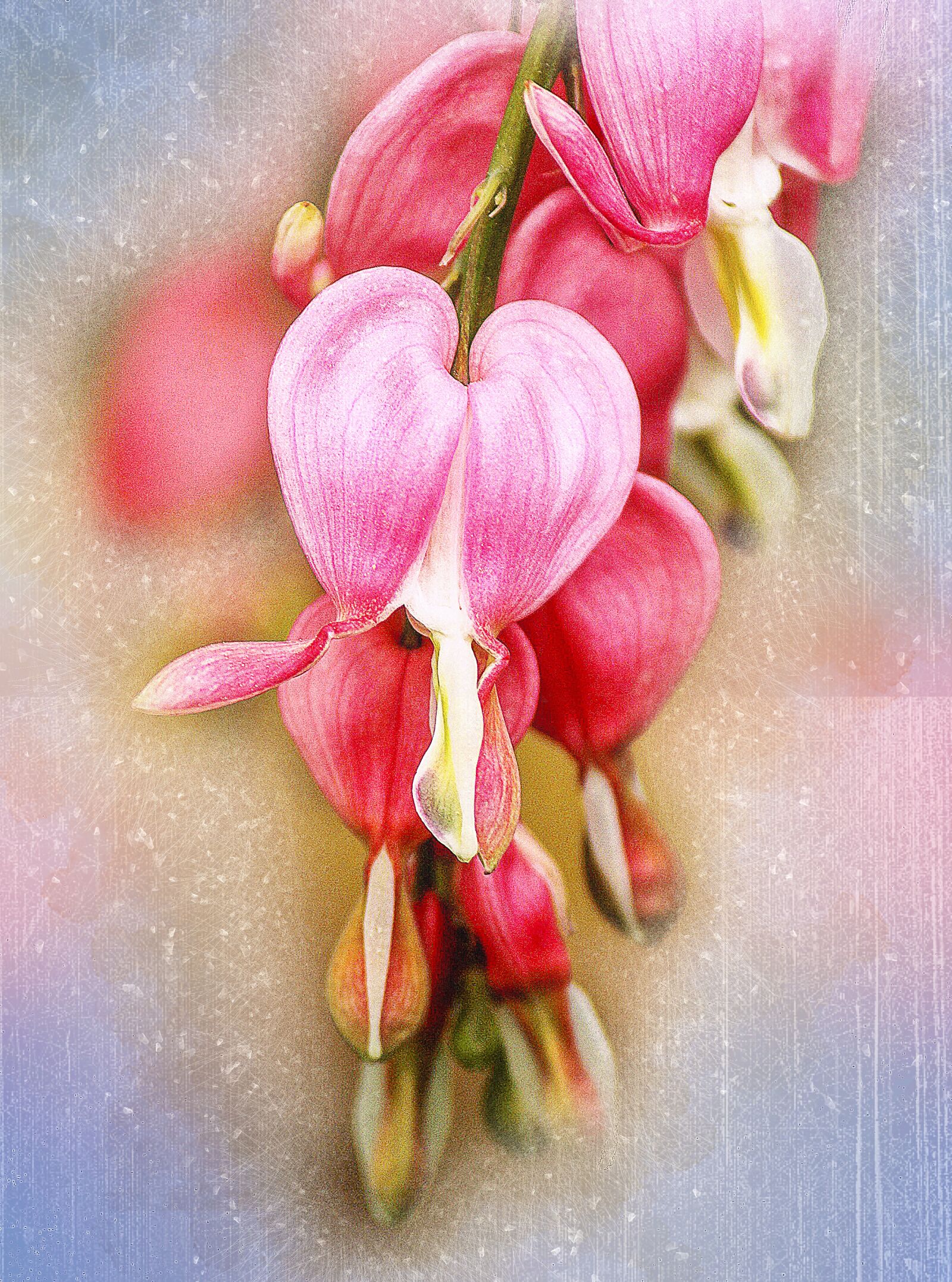 Canon EOS 600D (Rebel EOS T3i / EOS Kiss X5) sample photo. Bleeding hearts, lamprocapnos spectabilis photography