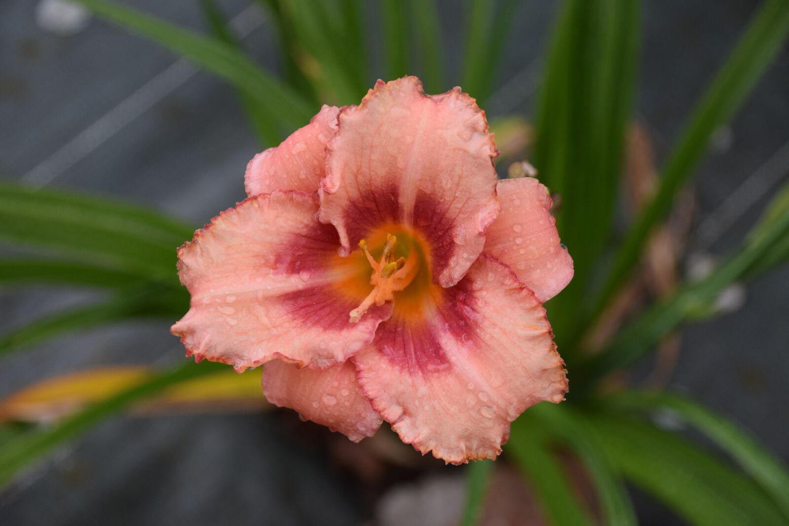 Nikon D5300 sample photo. Flower, summer, garden photography