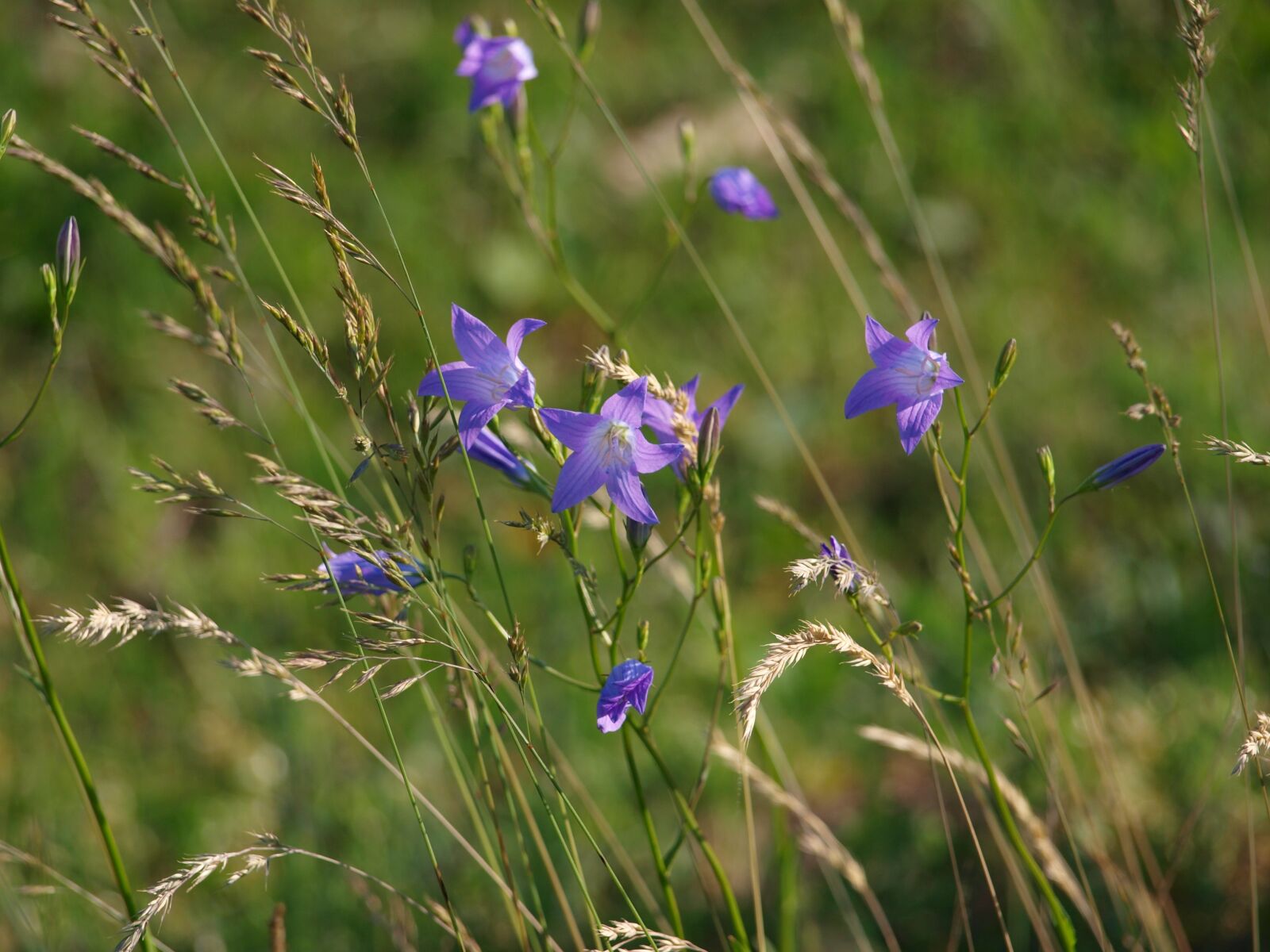 Olympus E-420 (EVOLT E-420) sample photo. Flower, meadow, nature photography