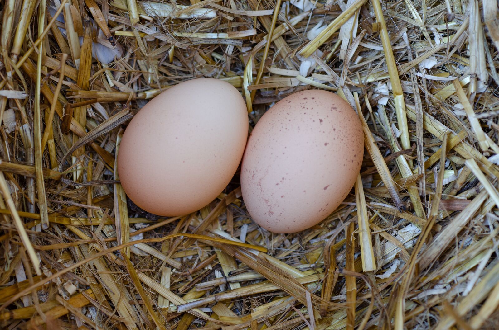 Nikon D7000 sample photo. Eggs, nest, hen's eggs photography