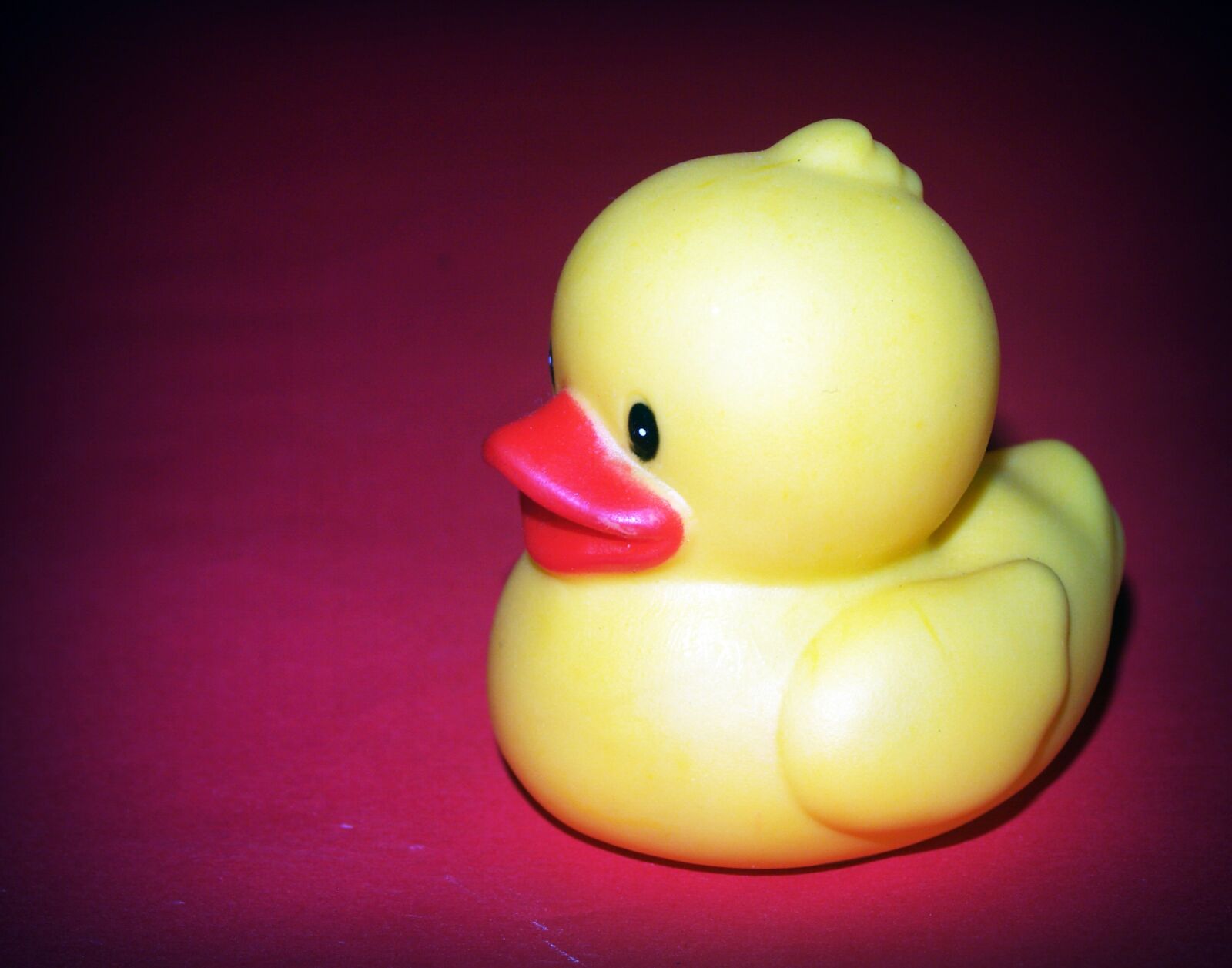 Olympus E-300 (EVOLT E-300) sample photo. Animals, back, up, bath photography