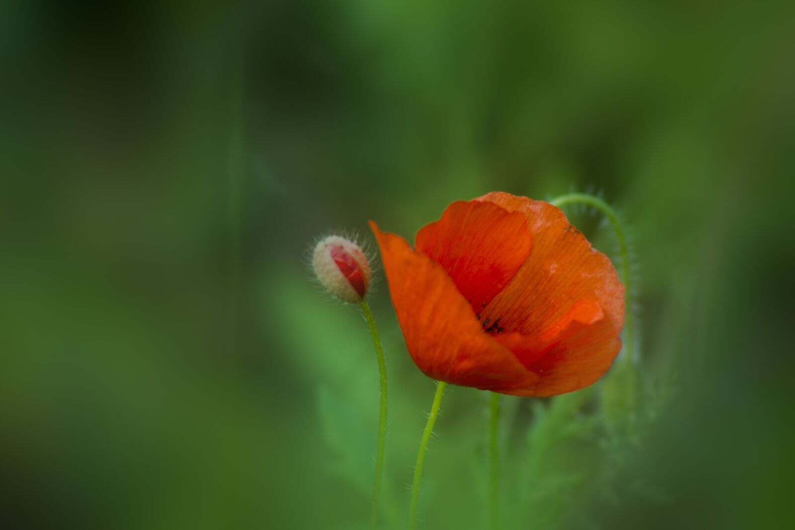 Canon EOS 1100D (EOS Rebel T3 / EOS Kiss X50) sample photo. Red, poppy, bloom photography