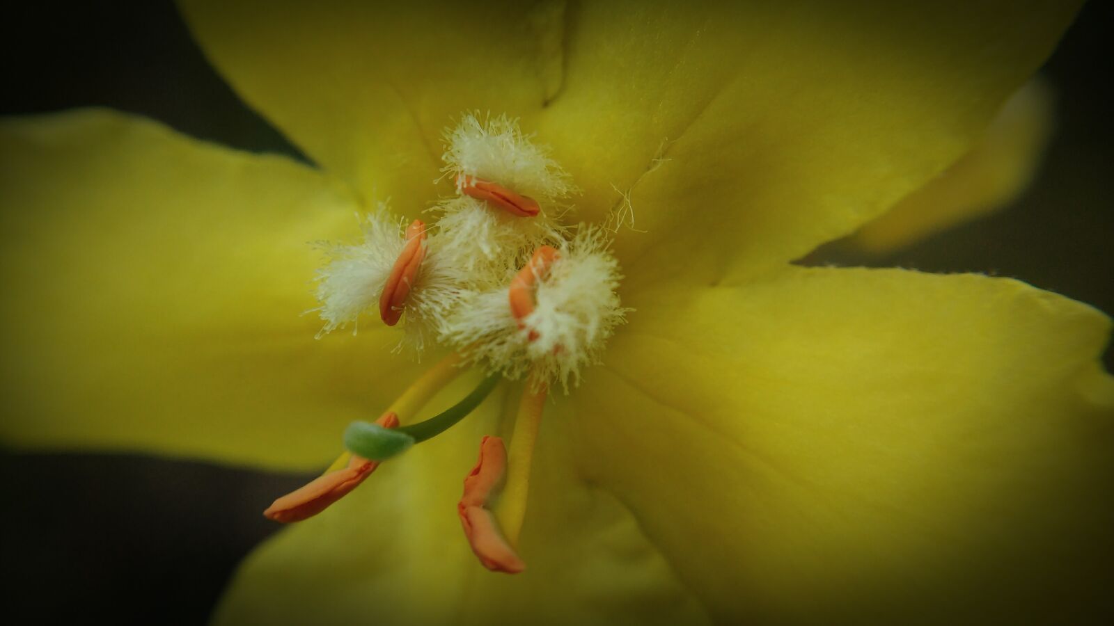 Motorola MotoG3 sample photo. Macro, pistil, yellow photography