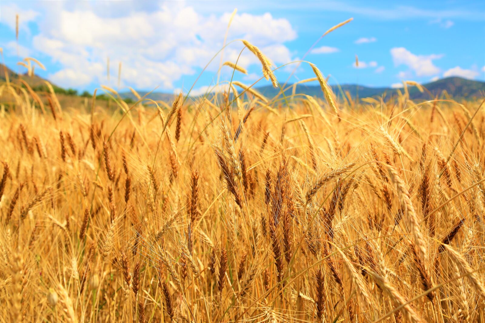 Canon EOS 5D Mark III sample photo. Wheat, field, agriculture photography