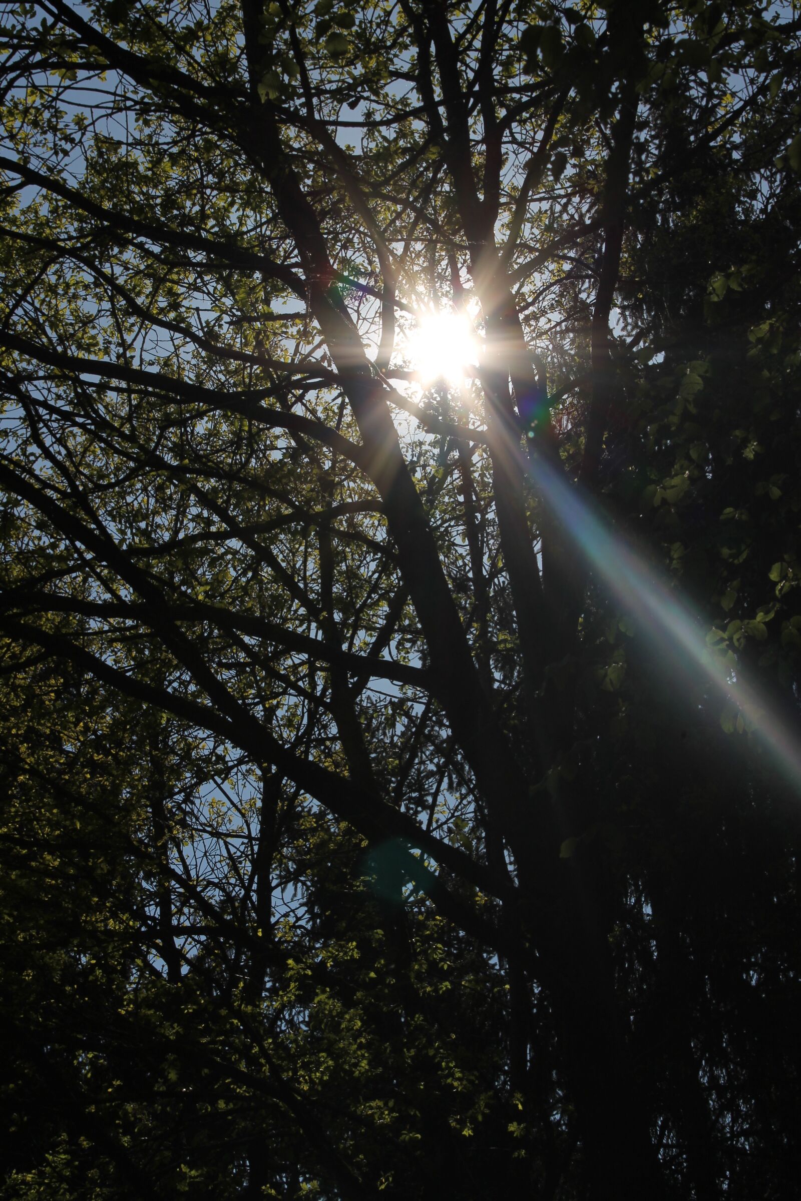 Canon EOS 1100D (EOS Rebel T3 / EOS Kiss X50) sample photo. Sun, forest, grove photography