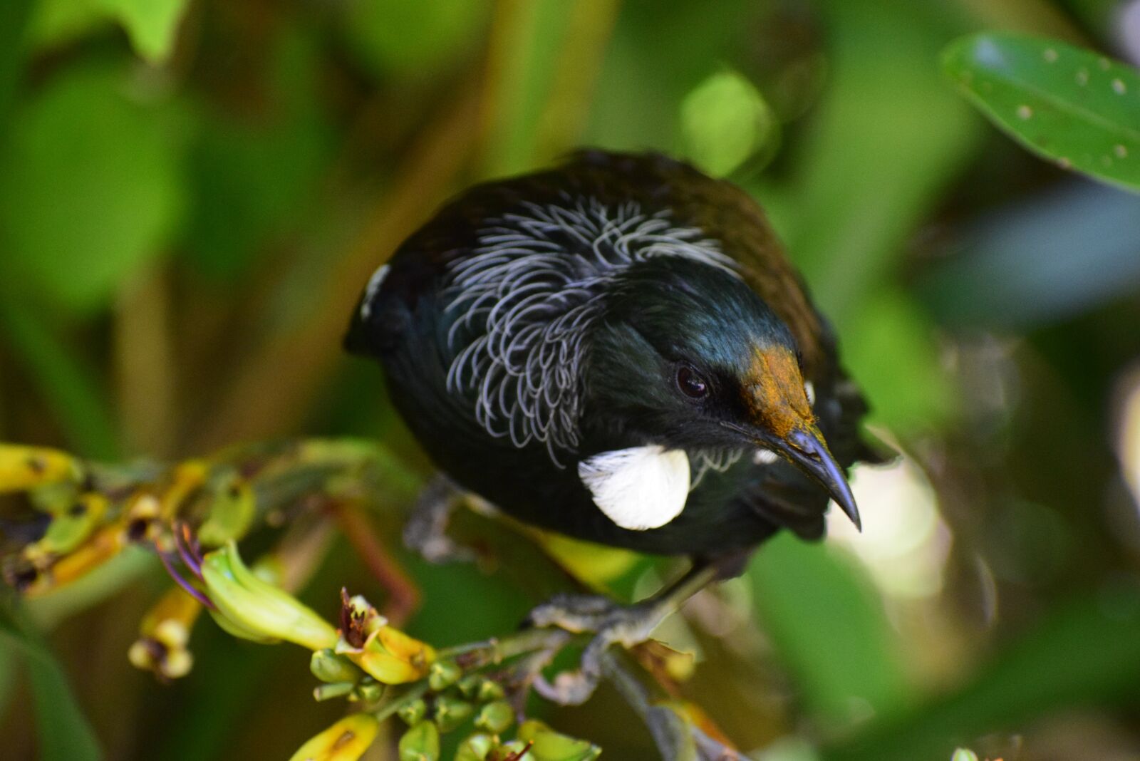 Nikon D5300 sample photo. Tui, bird, branch photography