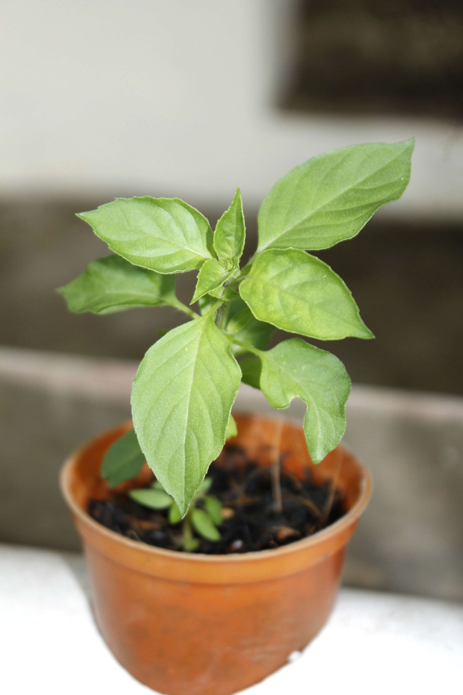 Canon EOS 1100D (EOS Rebel T3 / EOS Kiss X50) sample photo. Aromatic basil, vegetable, culinary photography