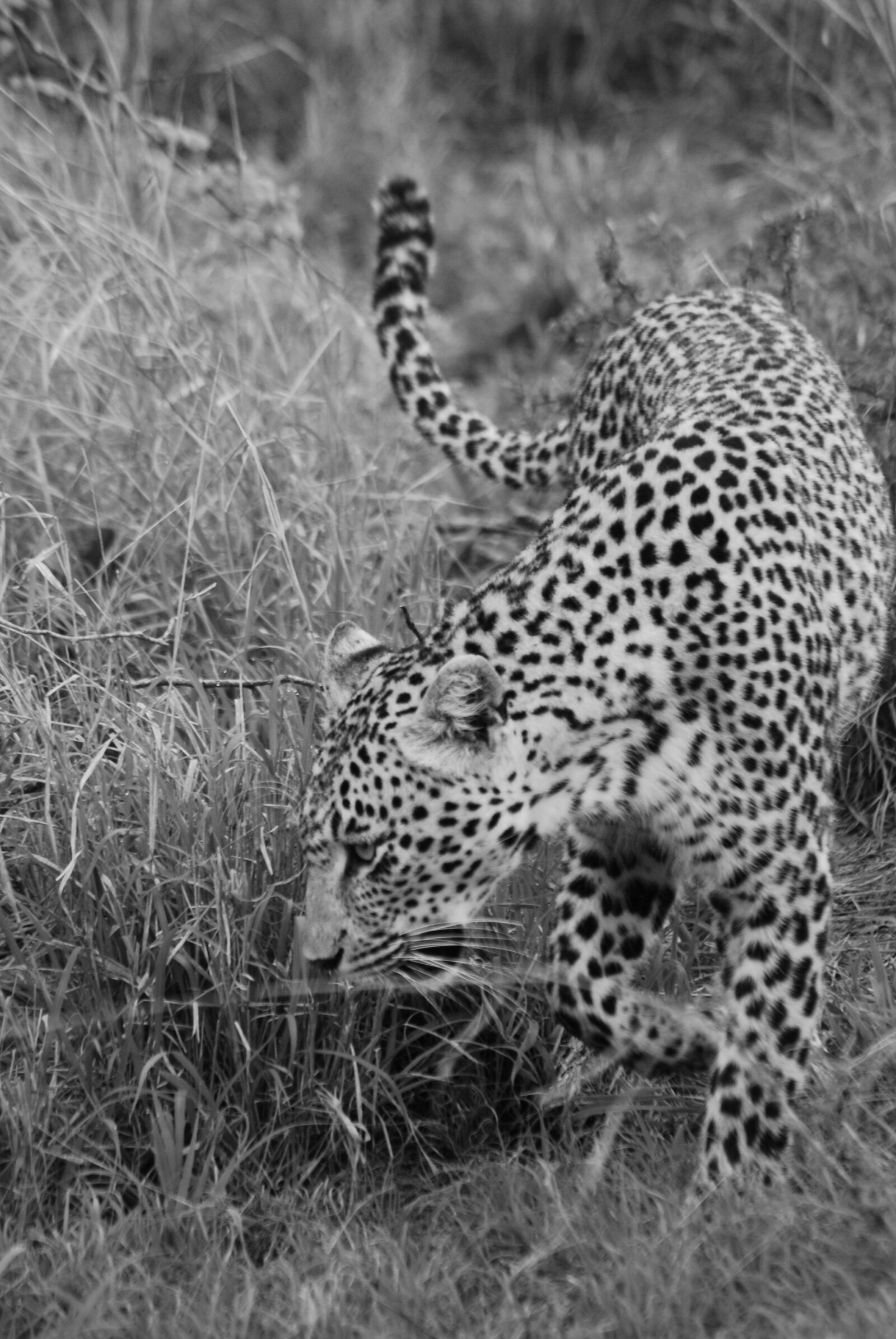 Nikon D60 sample photo. Animal, africa, wildlife photography