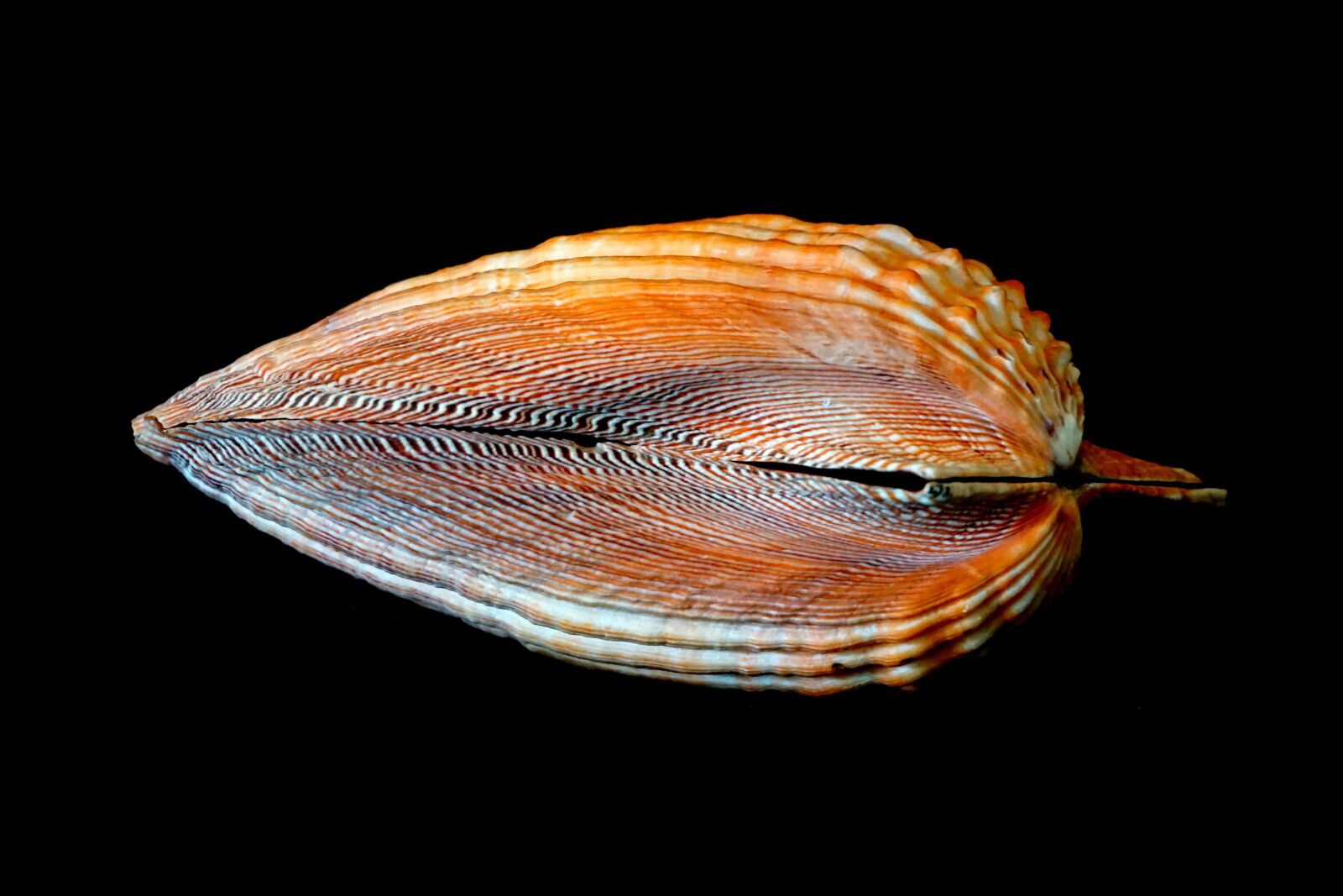 Sony a6000 sample photo. Love, heart, cockle photography