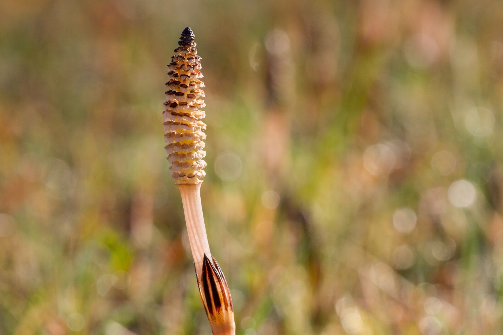 Canon EOS 7D sample photo. Horsetail, horsetail flower, cattail photography