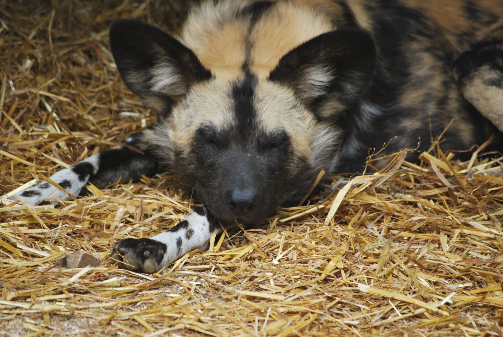 Nikon D60 sample photo. Hyena, animal, wildlife photography