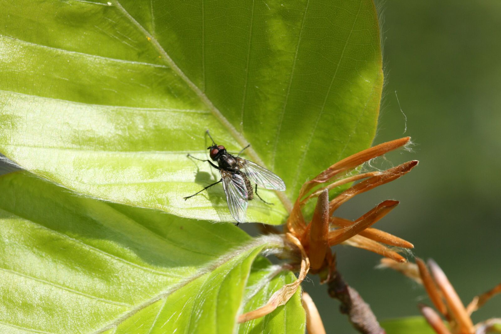 Canon EOS 400D (EOS Digital Rebel XTi / EOS Kiss Digital X) sample photo. Leaf, fly, insect photography