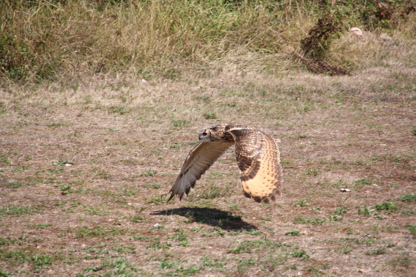 Canon EOS 1000D (EOS Digital Rebel XS / EOS Kiss F) sample photo. Raptors, falcon, bird photography