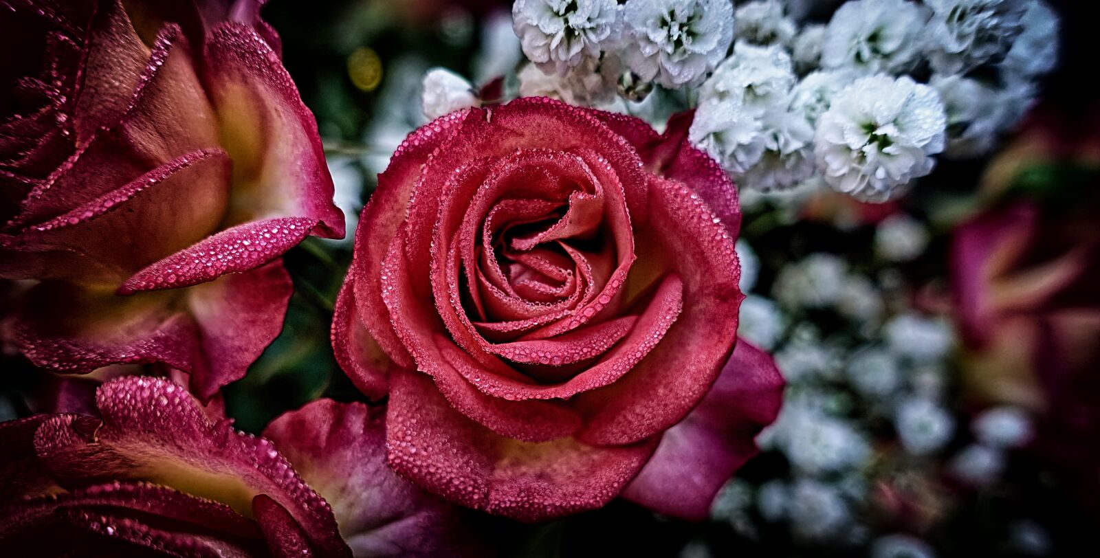 Sony DSC-RX100M5 sample photo. Roses, plant, flower photography