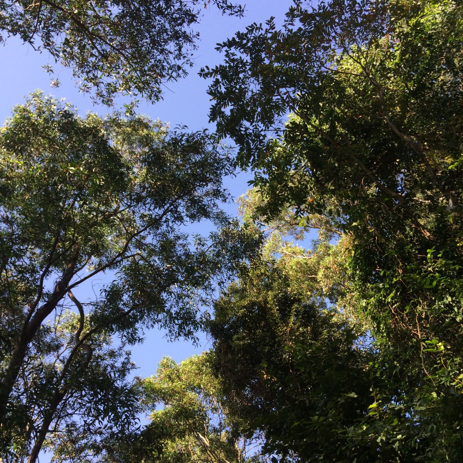 iPhone 5s back camera 4.15mm f/2.2 sample photo. Tree, sky, blue photography